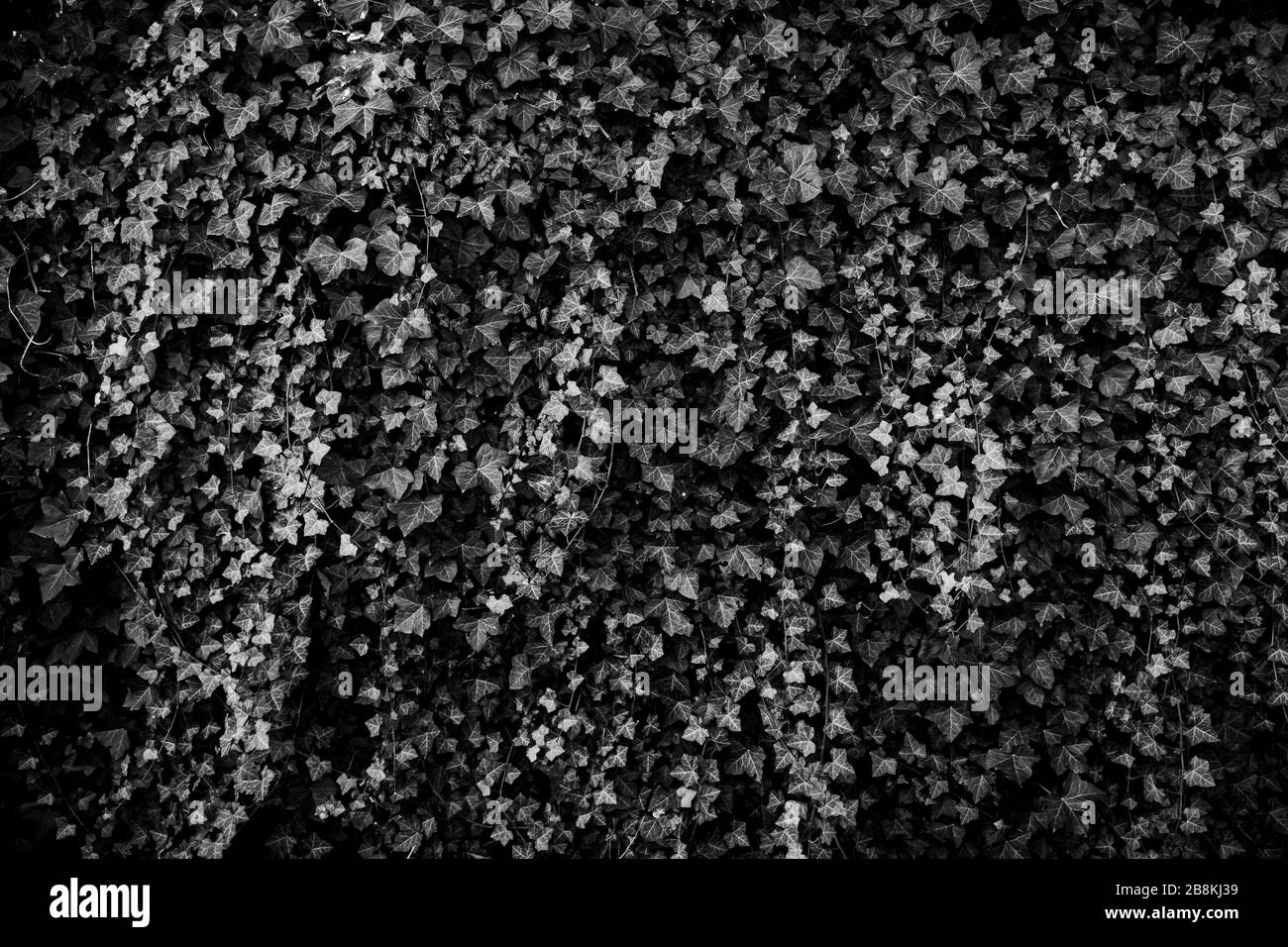 Muro fatto di foglie, sfondo ecologico, carta da parati. Immagine in bianco e nero. Foto Stock