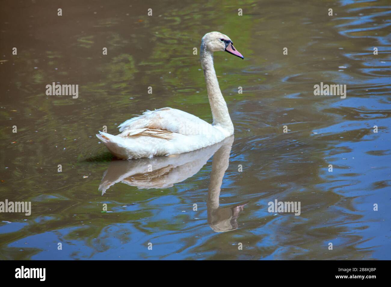 singolo cigno bianco nell'acqua del lago Foto Stock