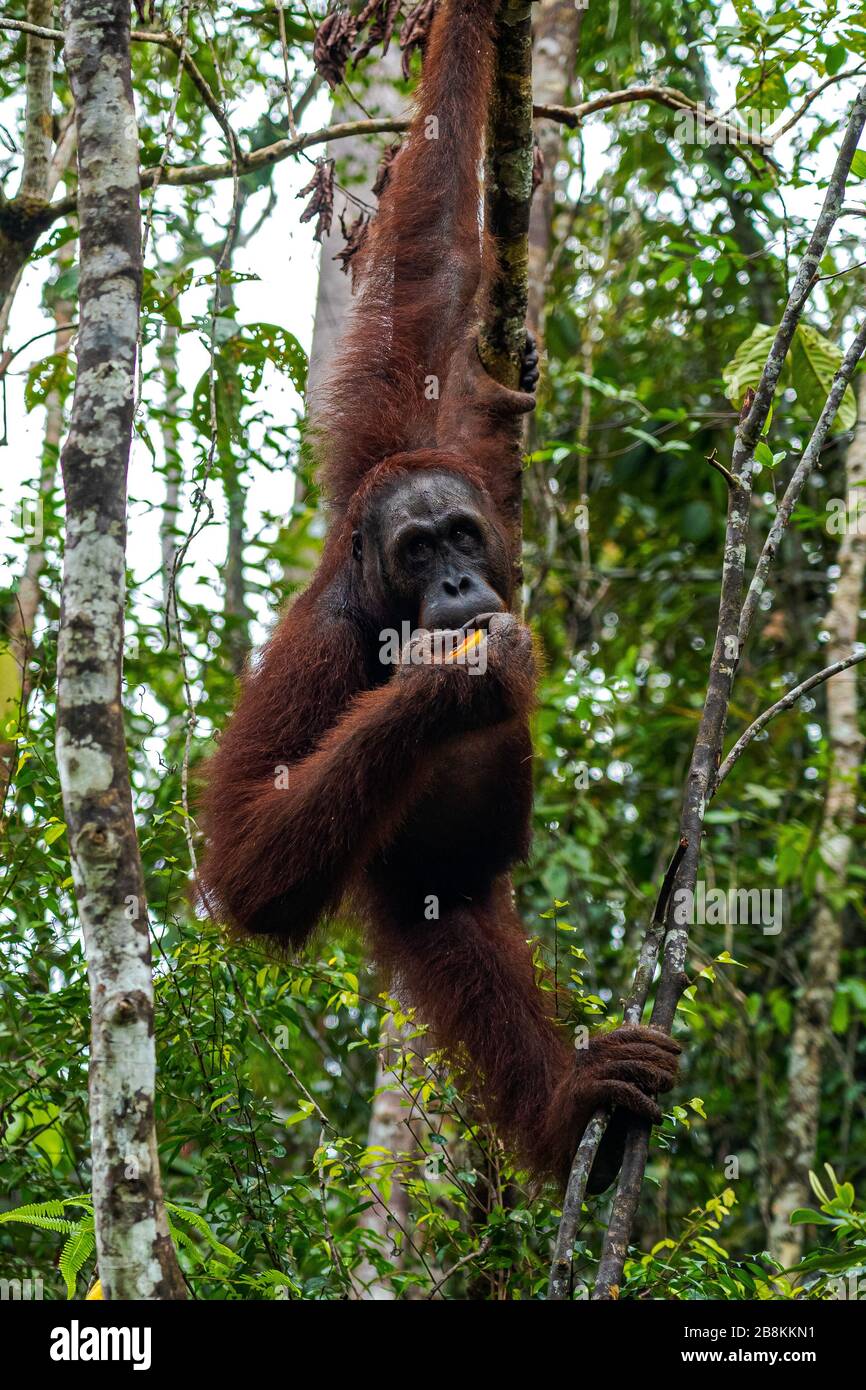 Orangutan di Borneo mangiare un frutto mentre pende da un albero Foto Stock
