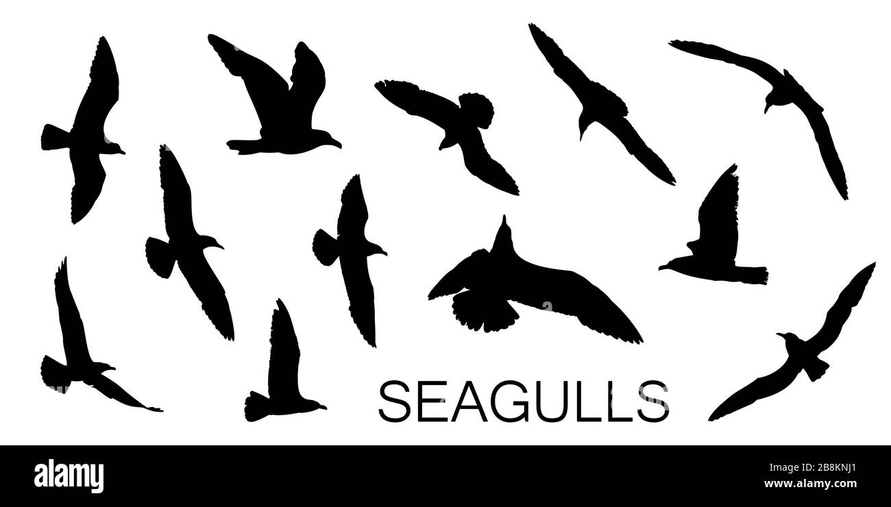 Silhouette Seagull in nero, diverse posizioni di volo. Set di 12 forme dettagliate. Illustrazione Vettoriale