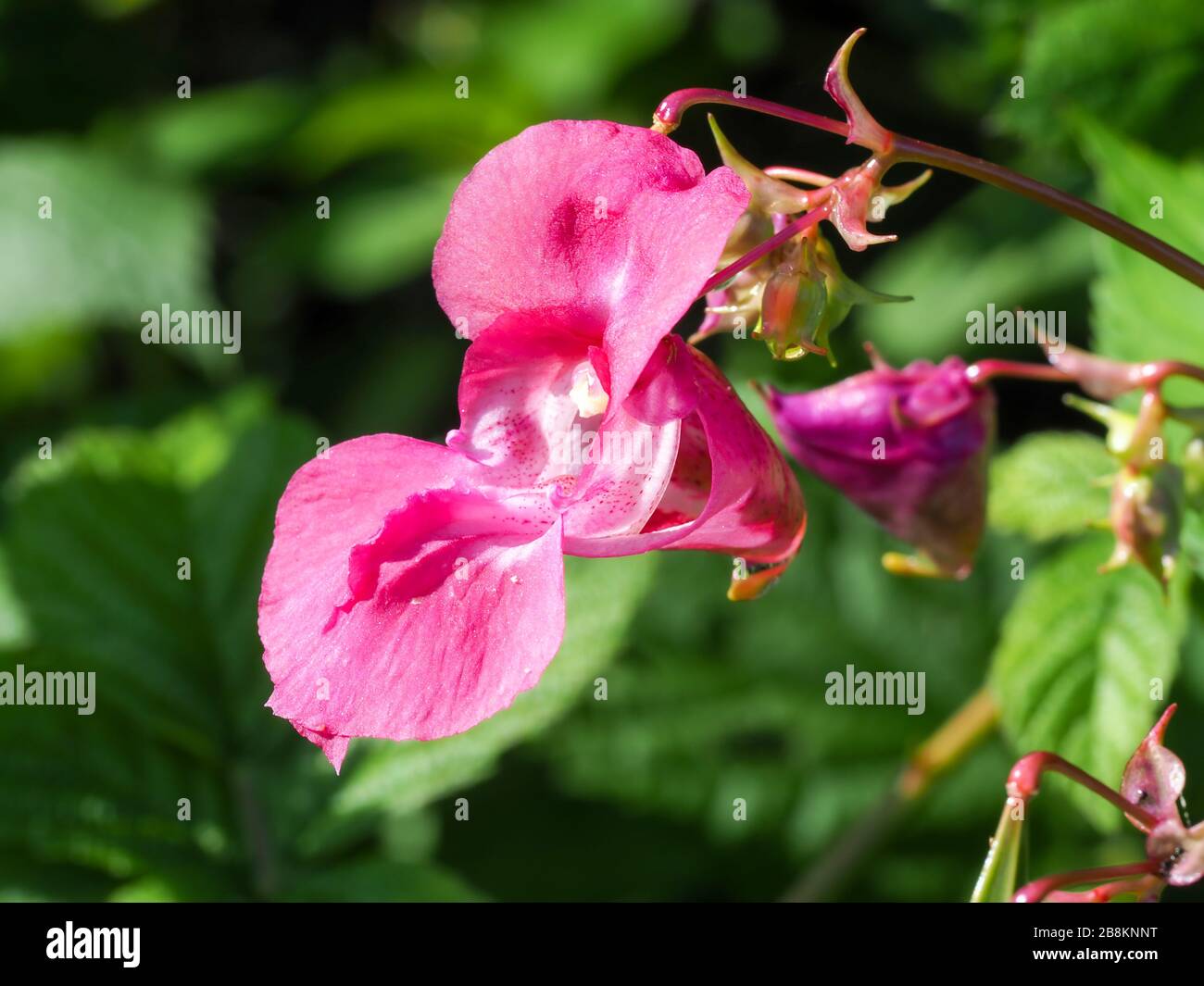 Bel fiore rosa della specie invasiva balsamo himalayano, Impatiens glandulifera Foto Stock