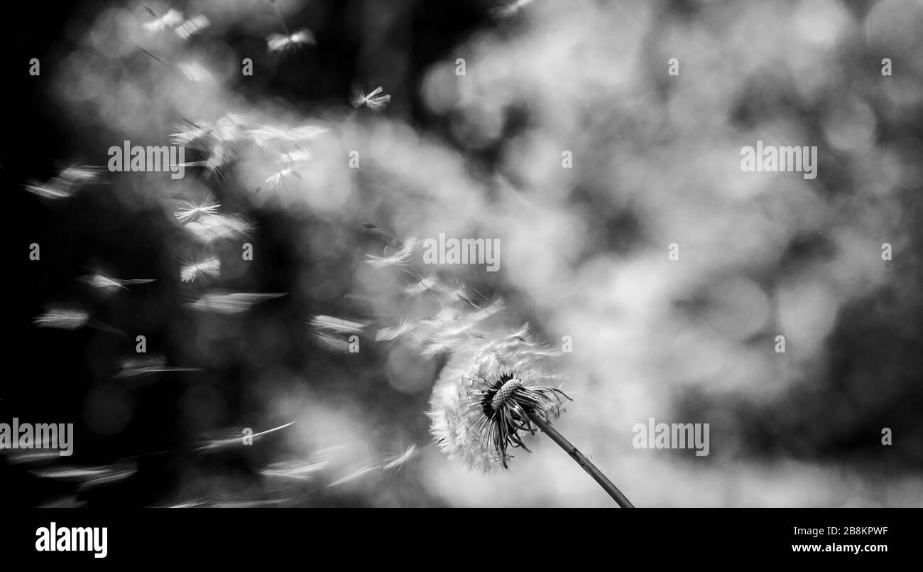 Dente di leone, portait e formato paesaggio isolato con uno sfondo sfocato e un singolo fiore in primo piano in bianco e nero Foto Stock