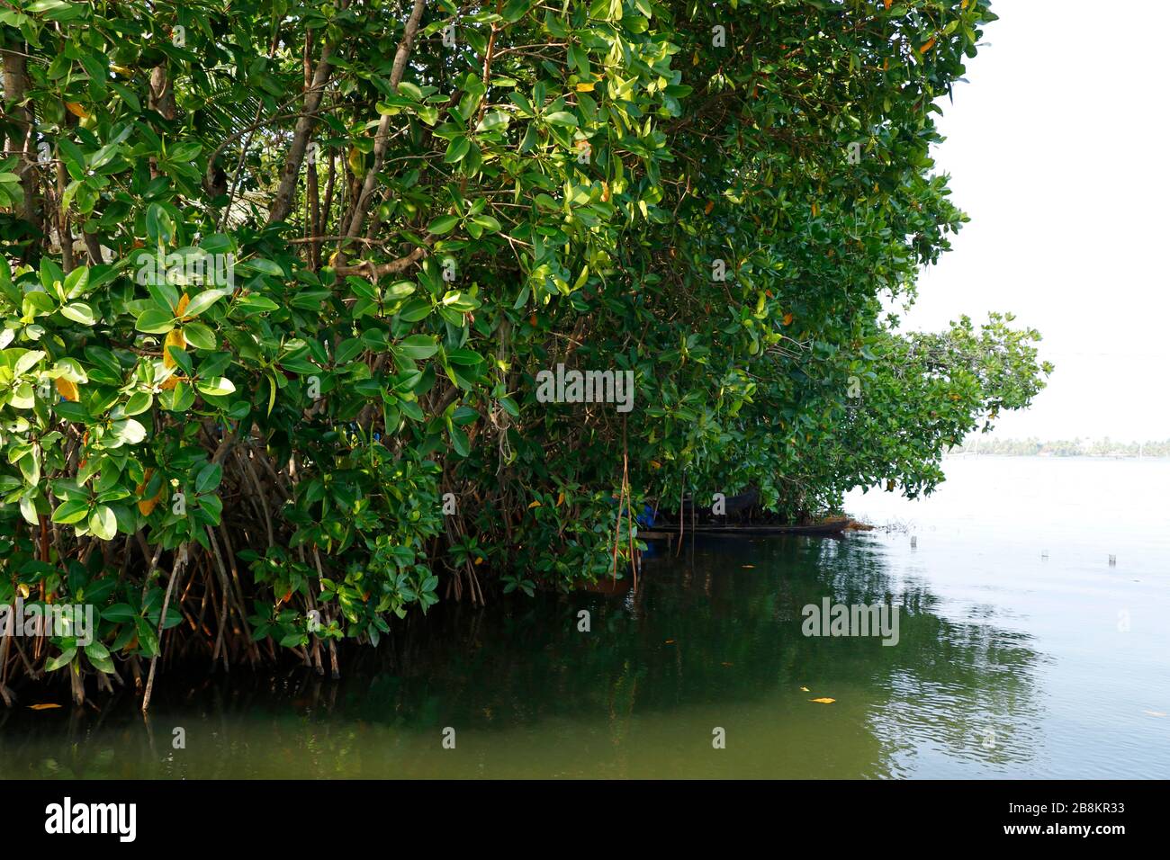 Una fila di mangrovie in acqua salmastra al sole dell'estate in un clima tropicale Foto Stock
