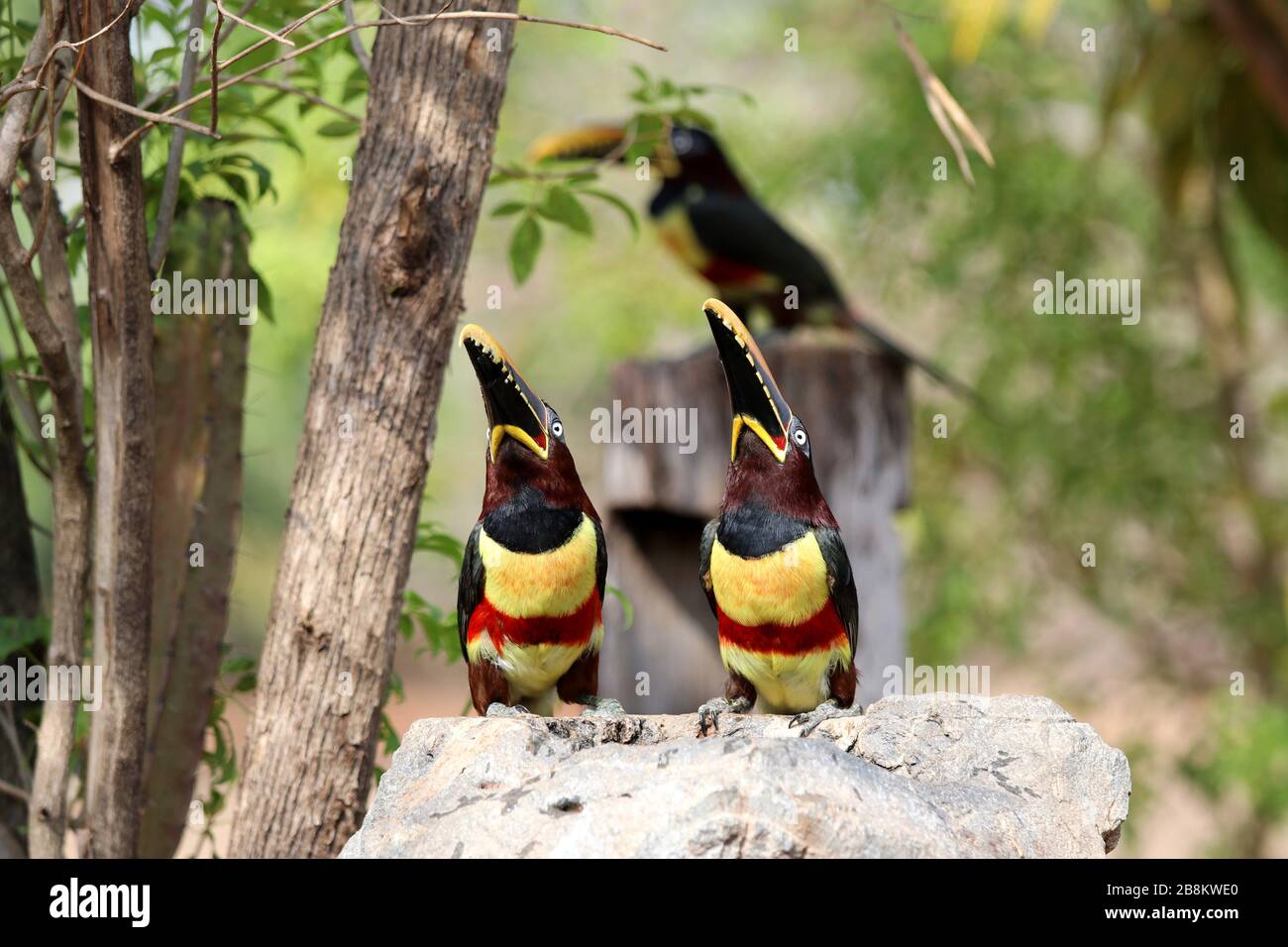 Aracari castanho (Pteroglossus castanotis) - Pantanal, Mato Grosso, Brasile Foto Stock