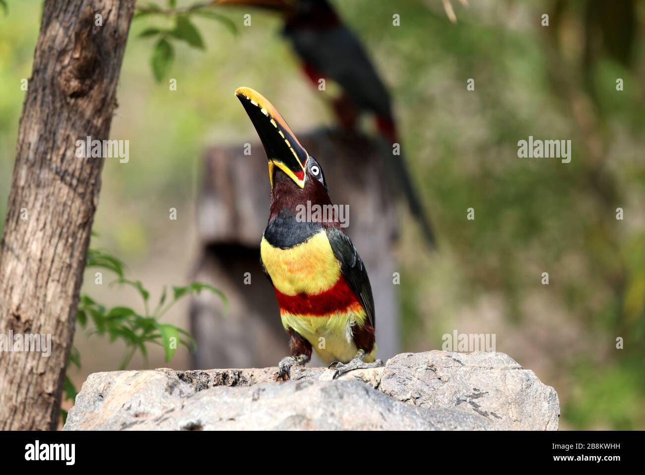 Aracari castanho (Pteroglossus castanotis) - Pantanal, Mato Grosso, Brasile Foto Stock