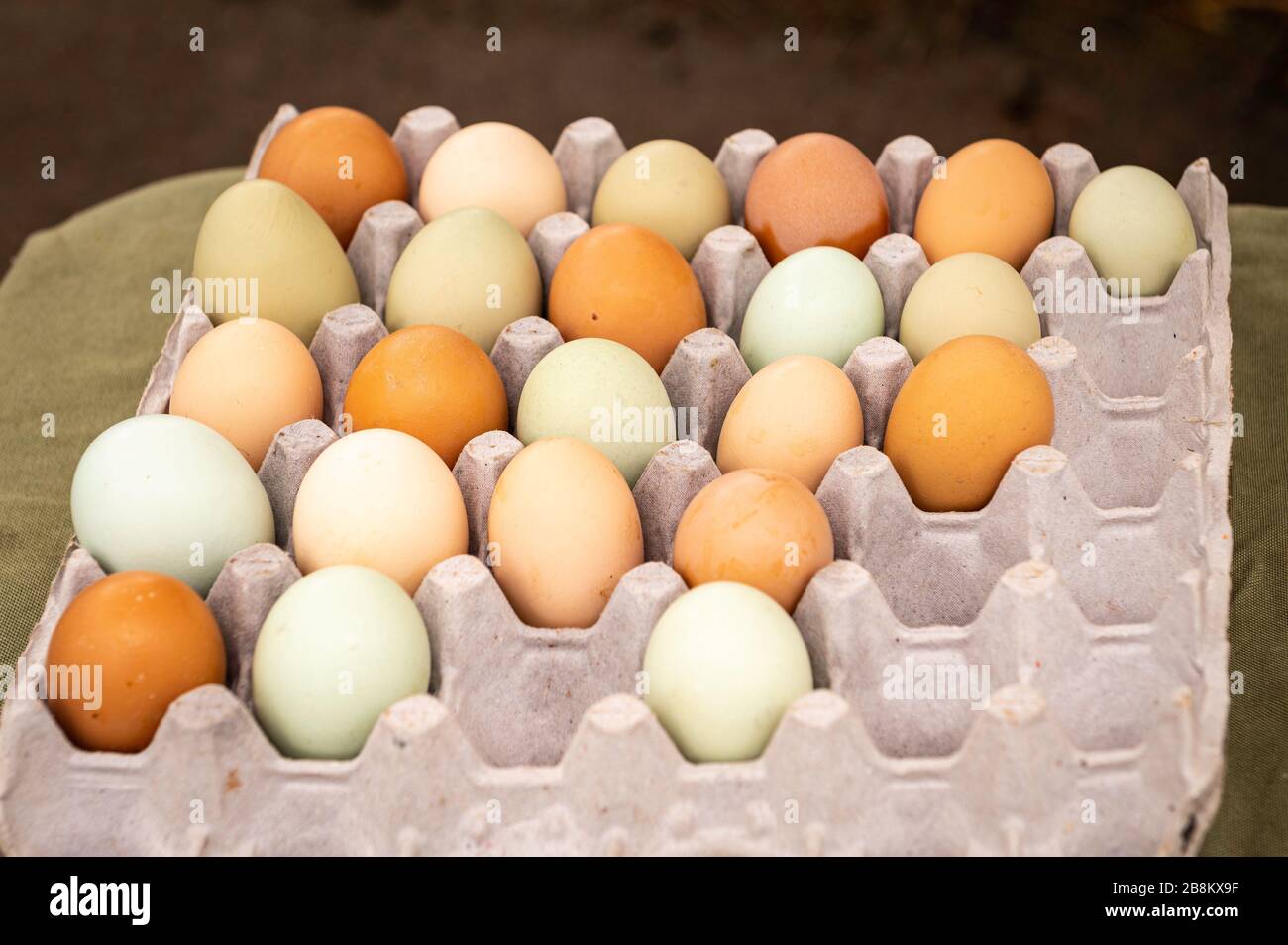 Scatola di uova fresche, biologiche, prese al mercato dei contadini CitySeed, Wooster Square, New Haven, CT Foto Stock