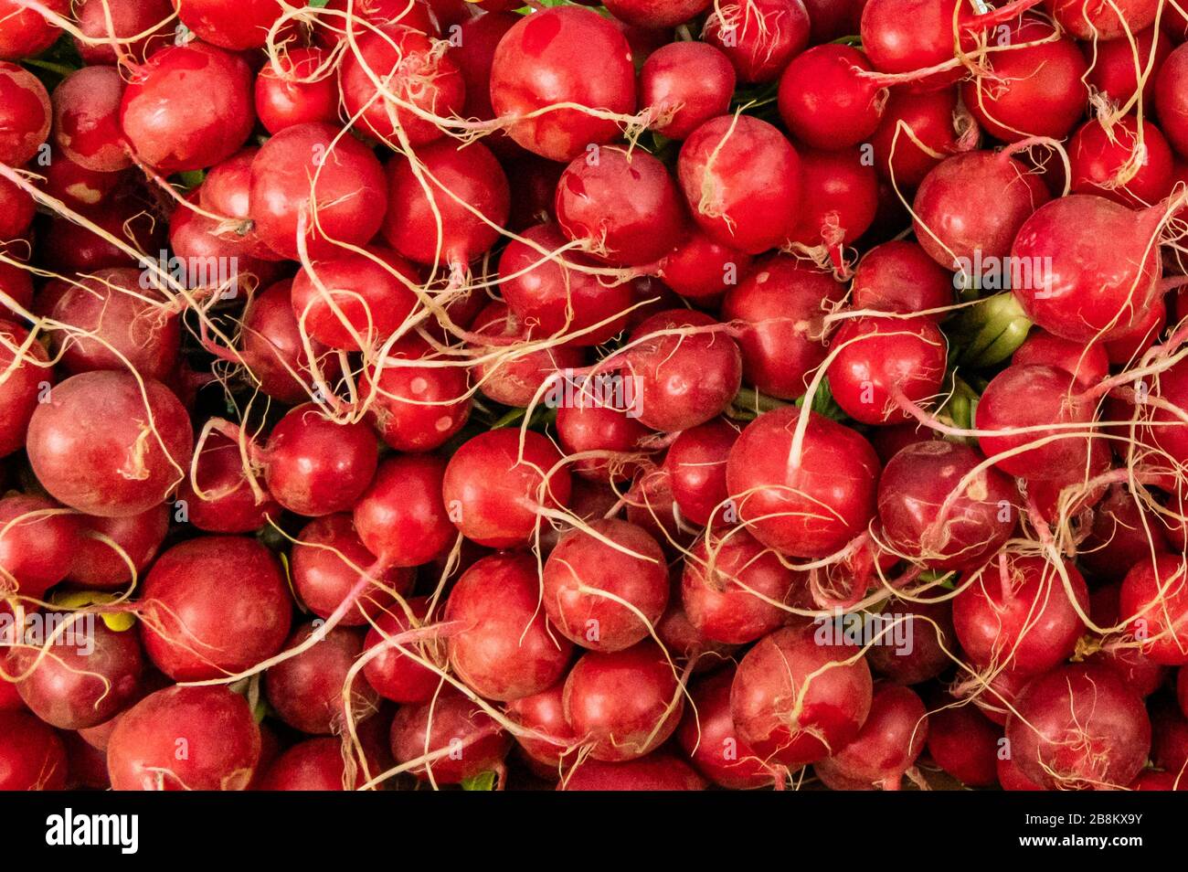 Primo piano della cornice di profondi ravanelli rossi luminosi presi al CitySeed Farmers Market, Wooster Square, New Haven, CT sfondo, modello o carta da parati Foto Stock
