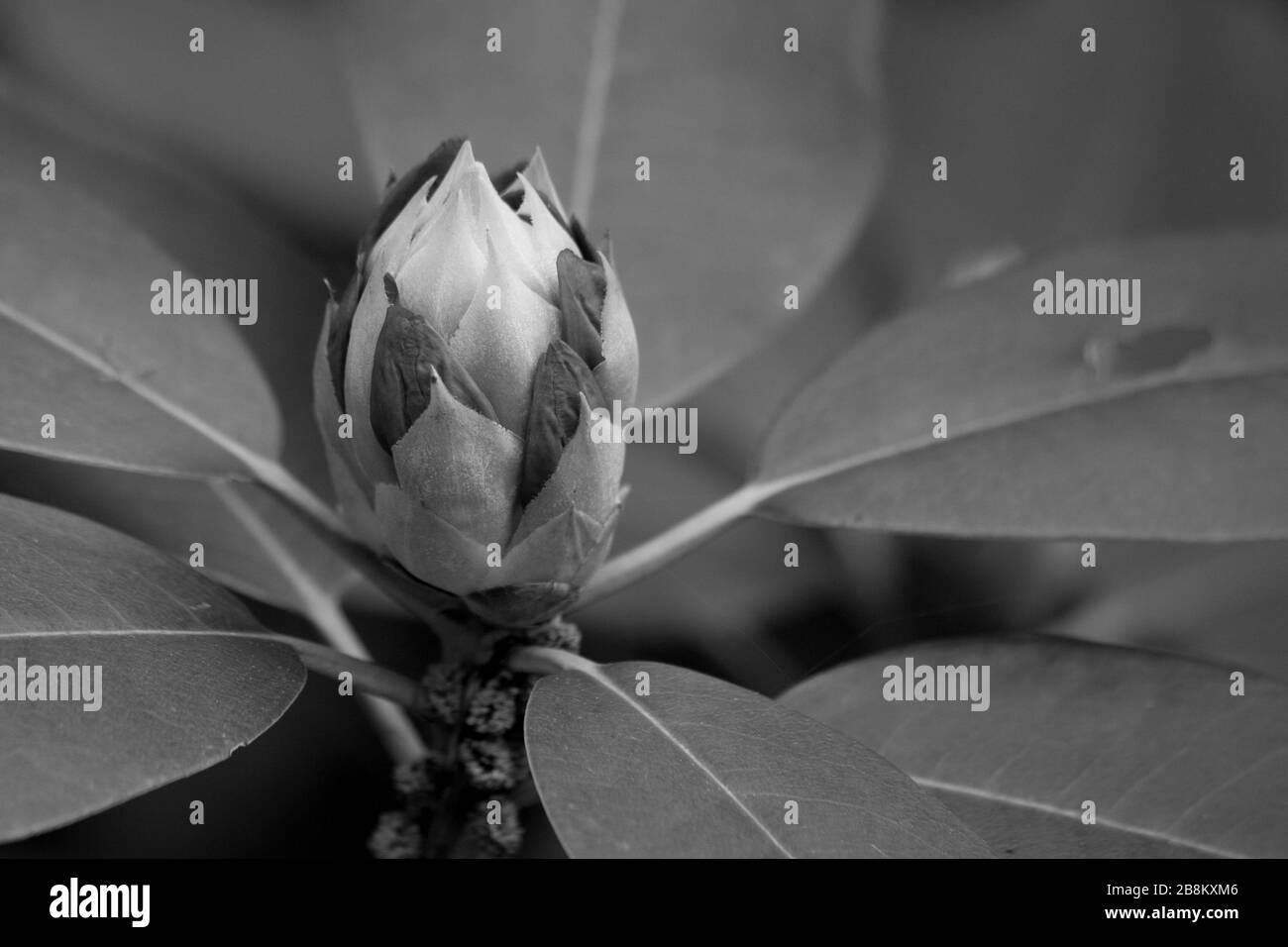 Rhodendron Bud in bianco e nero Foto Stock