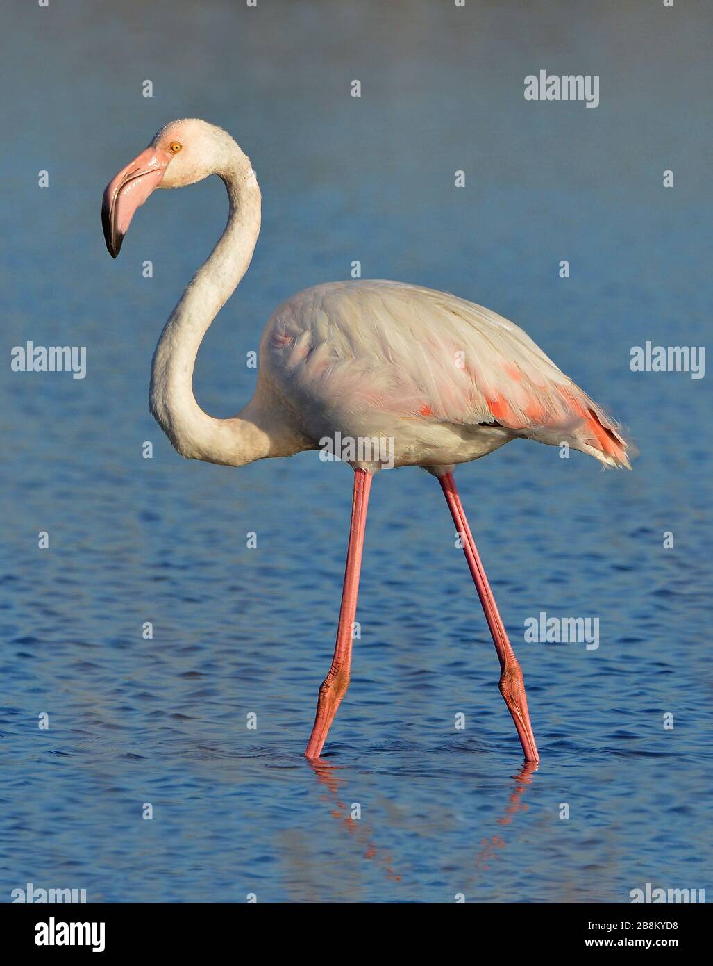 fenicottero rosa che cammina in acqua Foto Stock