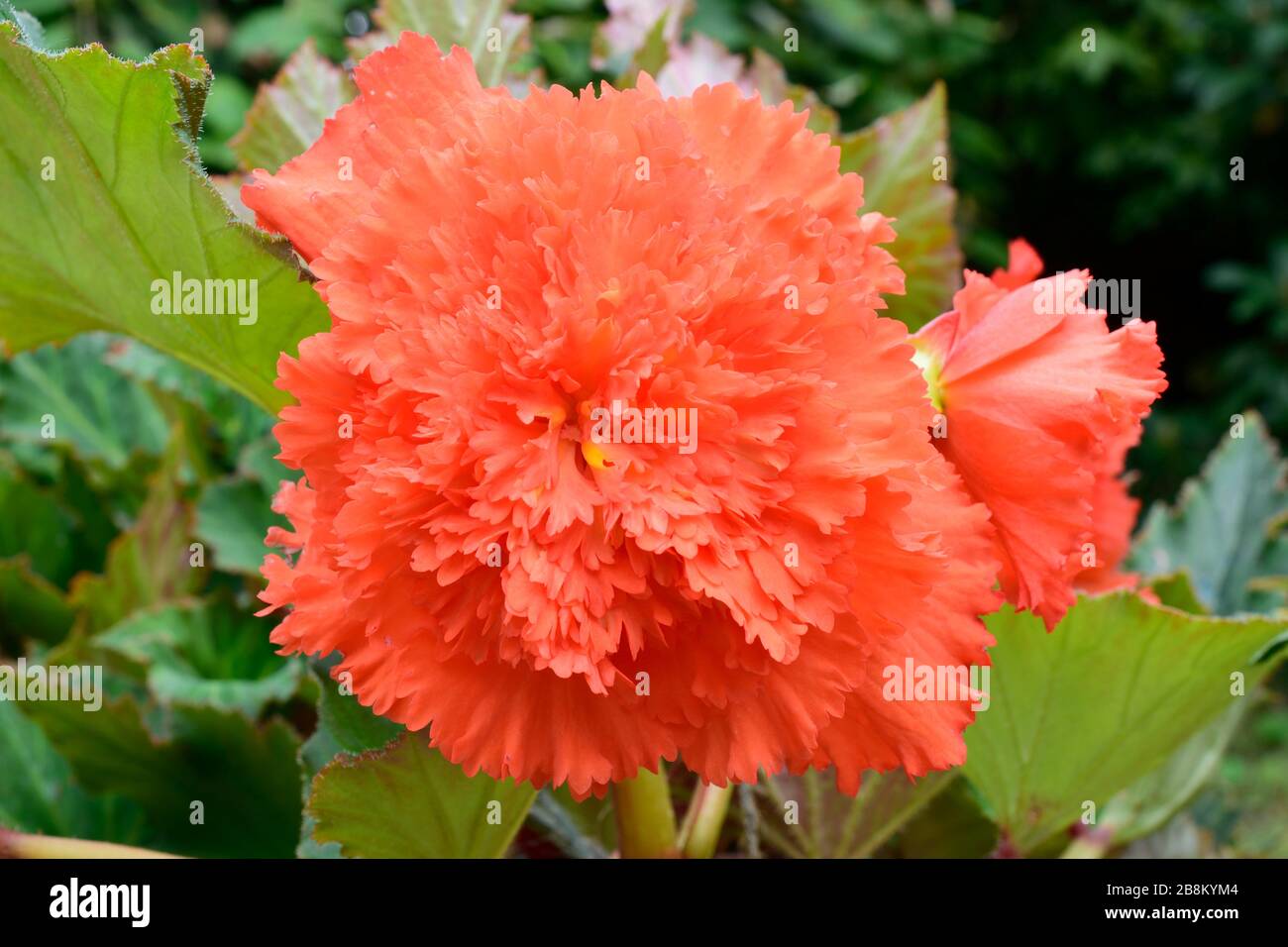 Begonia con petali di salmone al frange. Primo piano. Foto Stock