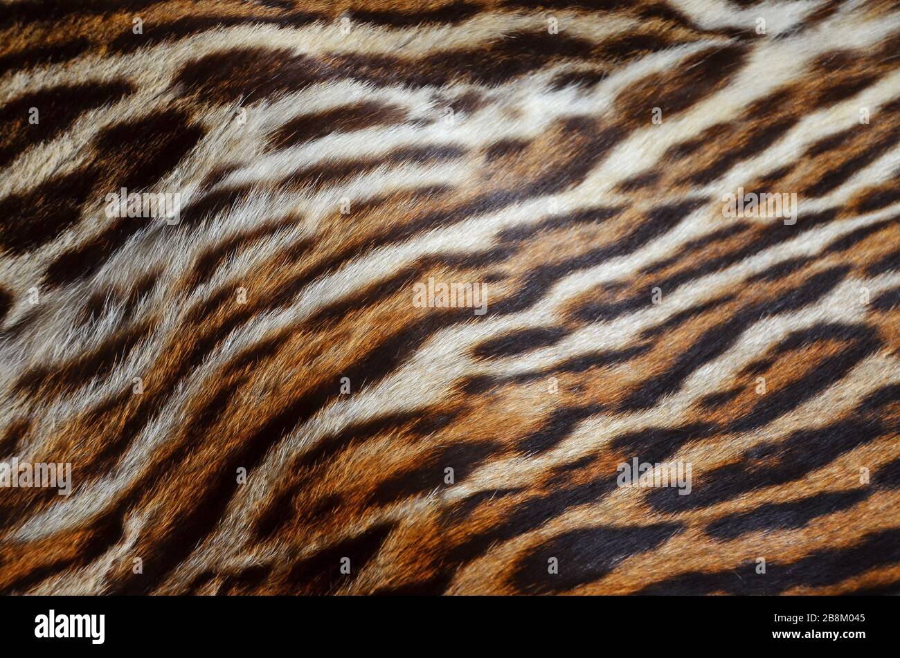 closeup di pelliccia di tigre siberiana trama di fondo Foto Stock