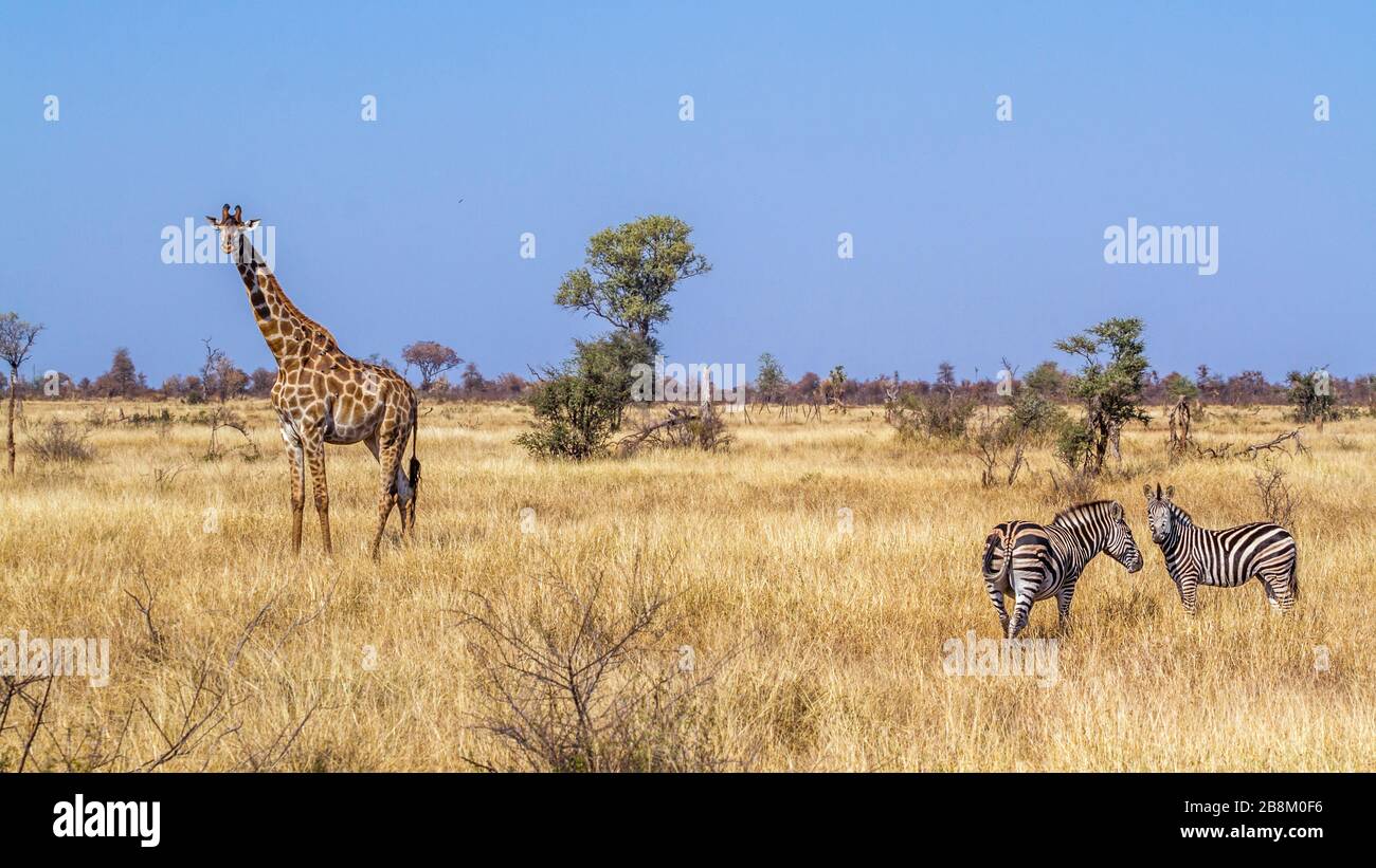 Zebra di giraffe e pianure in savana secca scenario nel Parco Nazionale Kruger, Sud Africa; specie Giraffa camelopardalis famiglia di Giraffidae Foto Stock