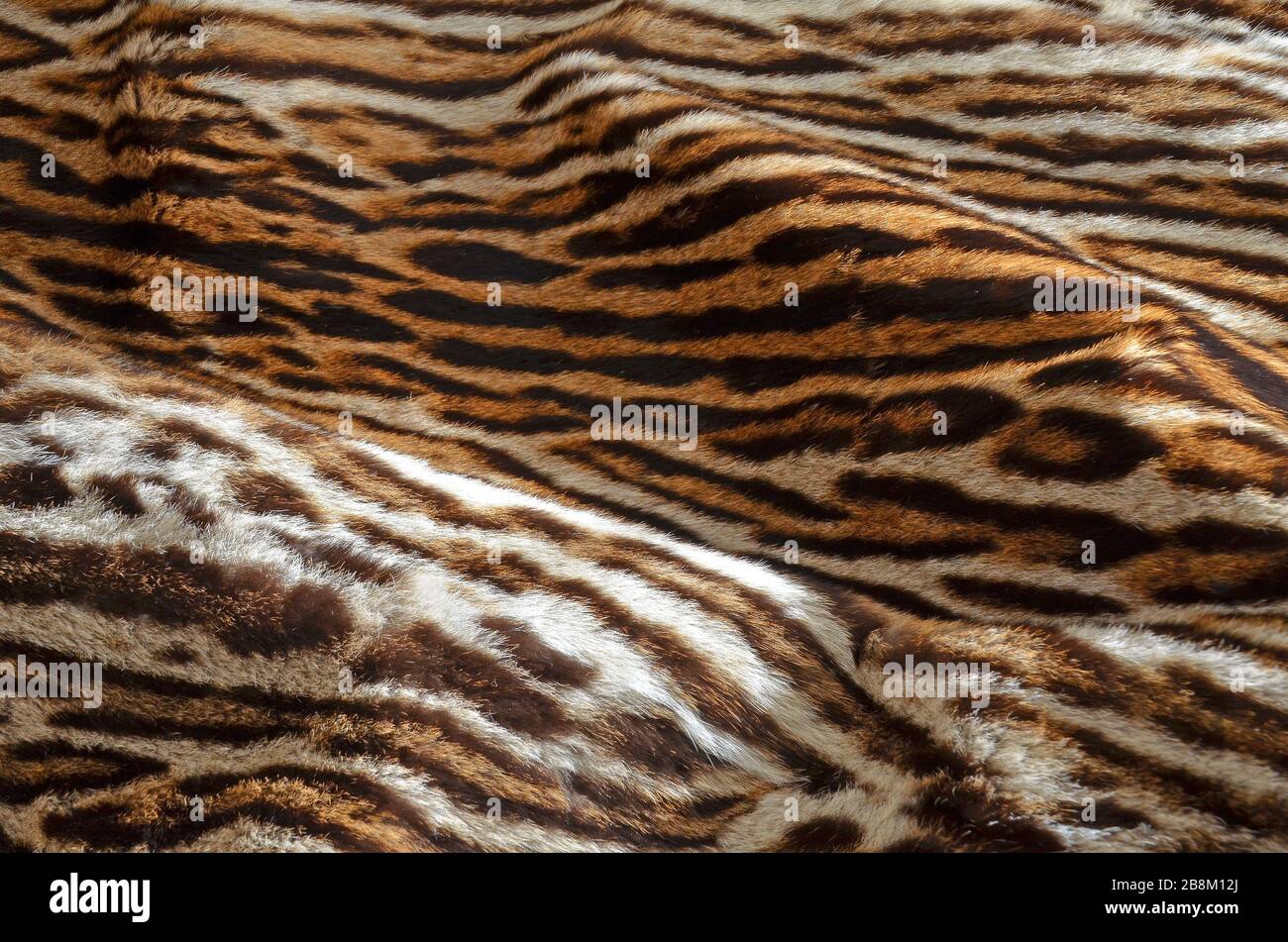 primo piano di sfondo esotico pelliccia felina Foto Stock