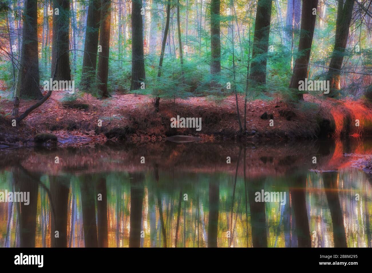 Foggy foresta e riva del fiume con riflessi in acqua Foto Stock