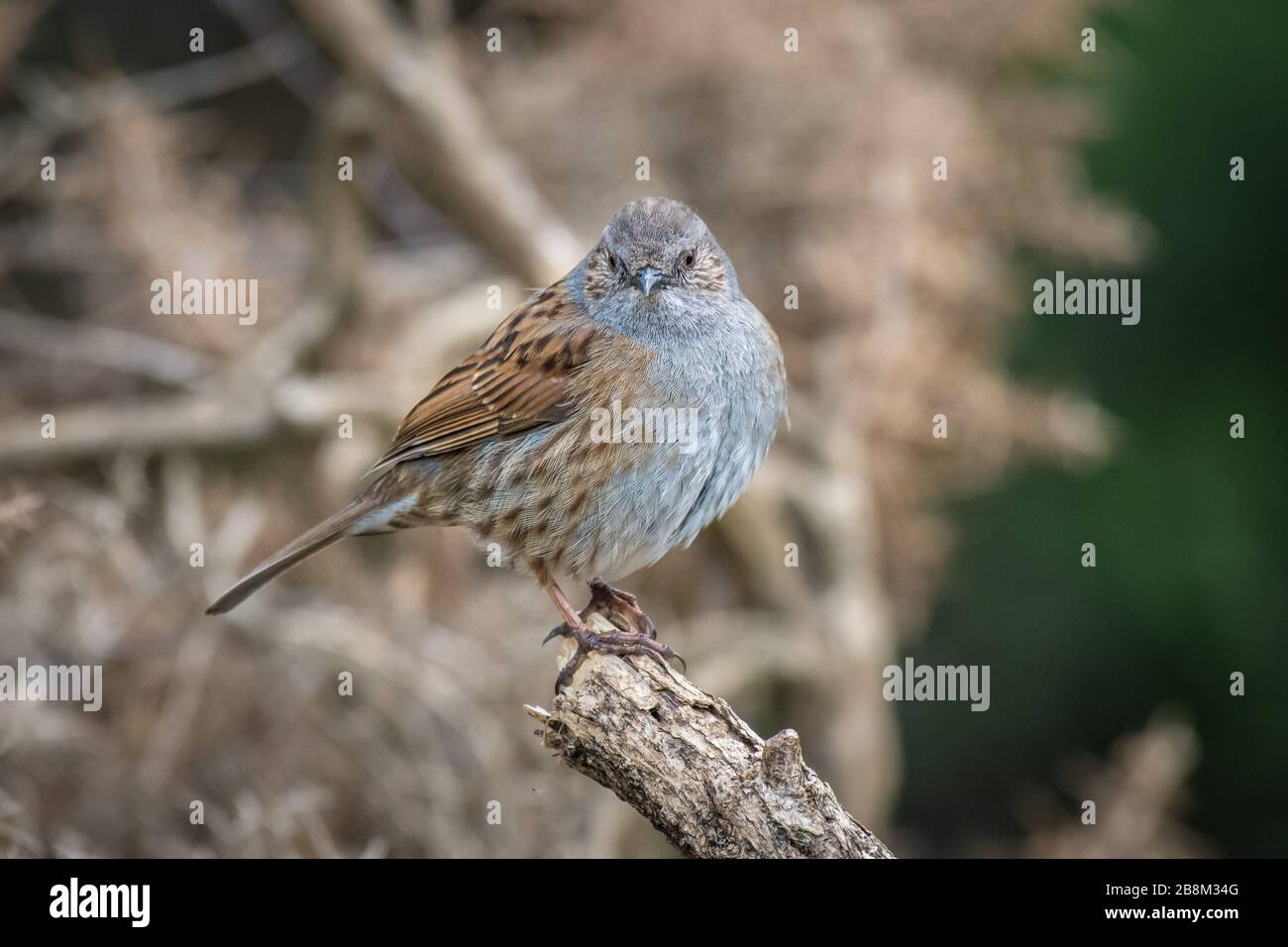 Un primo piano di uno sparrow dunnock o siepe, Prunella modularis, arroccato sulla cima di un ramo e staring in avanti Foto Stock