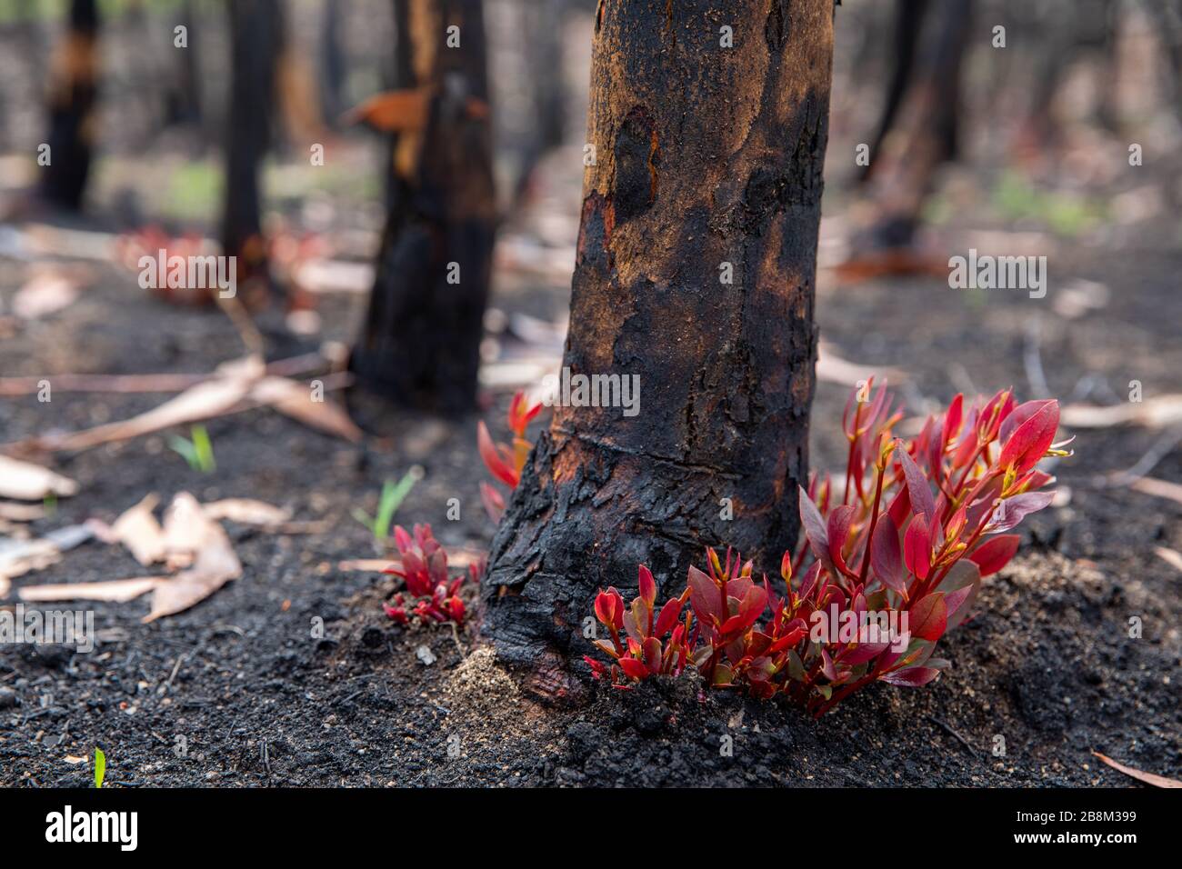 Un tiro epicormico germogli su un albero di eucalipto bruciato nella zona di fuoco Tambo Complex 13 febbraio 2020 a nord di Orbost, Victoria, Australia. L'area è stata devastata nei 2019 incendi boschivi e i tiri epicormici permettono all'albero di continuare la fotosintetizzazione della tettoia ricresce. Foto Stock