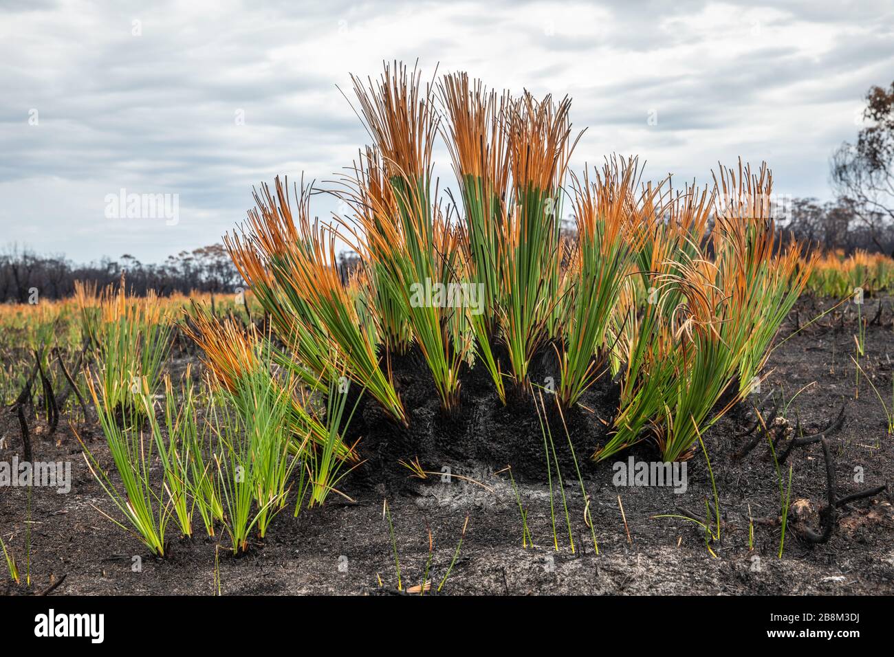 Erba alberi germogliano nuova crescita sul paesaggio arroccato a Cape Conran Coastal Park 24 febbraio 2020 a Victoria, Australia. L'area è stata devastata nei 2019 incendi boschivi e si sta lentamente riprendendo quando le piante iniziano a germogliare. Foto Stock