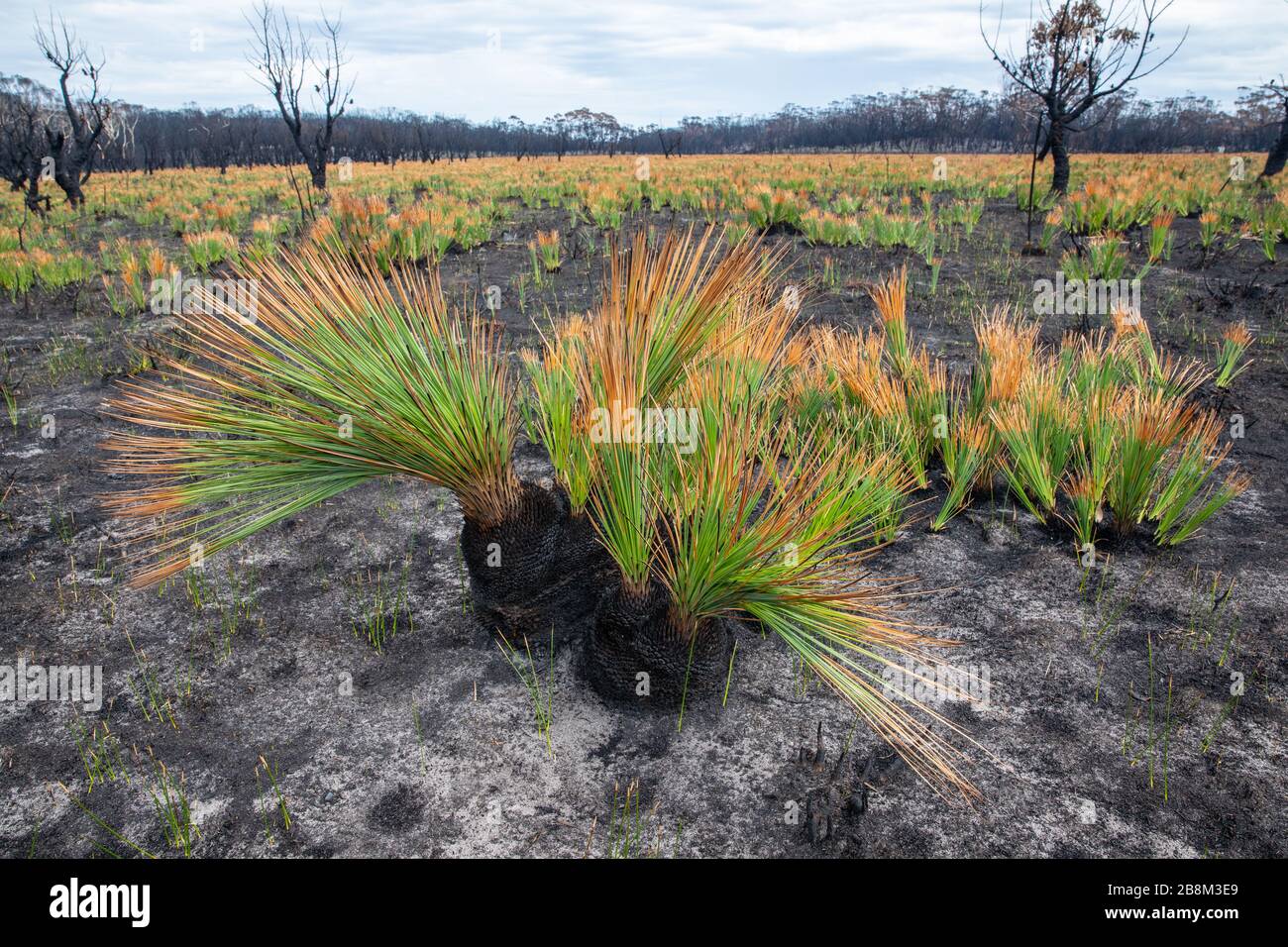 Erba alberi germogliano nuova crescita sul paesaggio arroccato a Cape Conran Coastal Park 24 febbraio 2020 a Victoria, Australia. L'area è stata devastata nei 2019 incendi boschivi e si sta lentamente riprendendo quando le piante iniziano a germogliare. Foto Stock