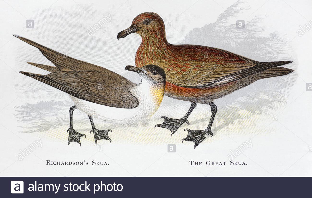 Skua di Richardson (Stercorarius parasiticus), Grande Skua (Stercorarius skua), illustrazione d'epoca pubblicata nel 1898 Foto Stock