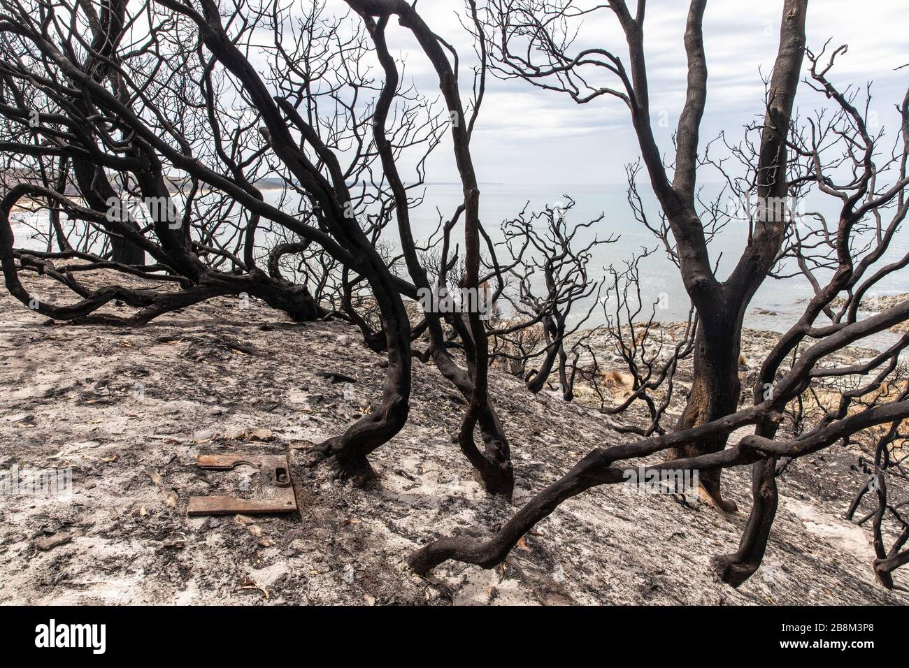Alberi bruciati lungo la costa distrutti nel fuoco della torba a Cape Conran Coastal Park 24 febbraio 2020 a East Gippsland, Victoria, Australia. L'area è stata devastata nei 2019 incendi boschivi e si sta lentamente riprendendo quando le piante iniziano a germogliare. Foto Stock