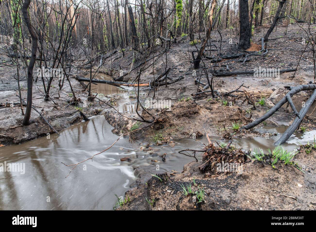 Le inondazioni causate da piogge pesanti spazzano via il suolo dalle foreste distrutte da incendi boschivi lungo la Great Alpine Road il 19 febbraio 2020 vicino a Bairnsdale, Victoria, Australia. L'area è stata devastata nei 2019 incendi boschivi e si sta lentamente riprendendo quando le piante iniziano a germogliare. Foto Stock