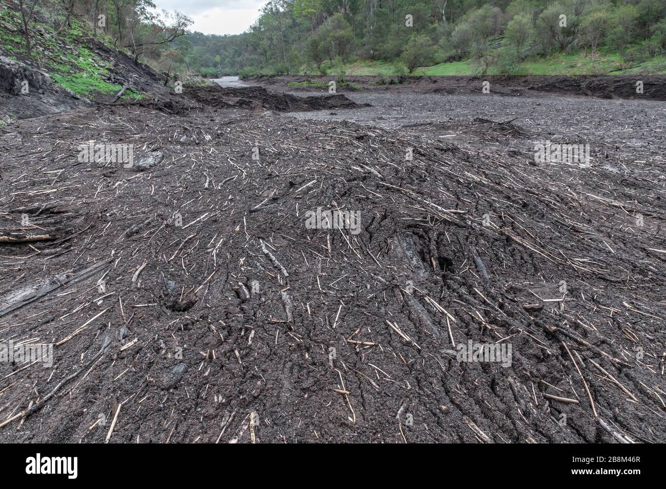 Le inondazioni causate da forti piogge riempiono il fiume Tambo di detriti provenienti da foreste distrutte da incendi boschivi 19 febbraio 2020 vicino a Bairnsdale, Victoria, Australia. L'area è stata devastata nei 2019 incendi boschivi e si sta lentamente riprendendo quando le piante iniziano a germogliare. Foto Stock