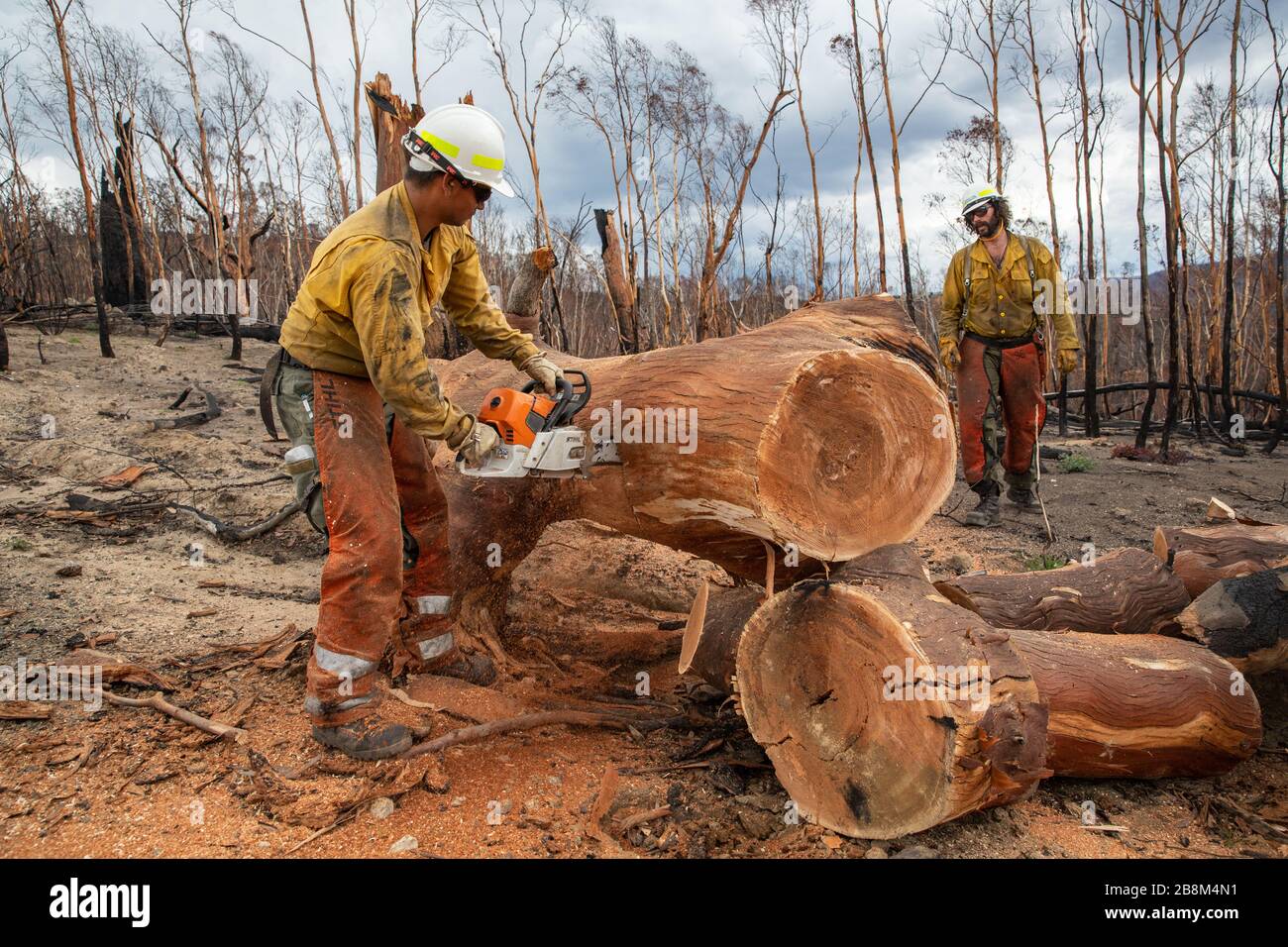 I vigili del fuoco americani aiutano a eliminare i detriti dagli incendi del complesso Peat and Tambo il 18 febbraio 2020 a Victoria, Australia. L'area è stata devastata nei 2019 incendi boschivi e si sta lentamente riprendendo quando le piante iniziano a germogliare. Foto Stock