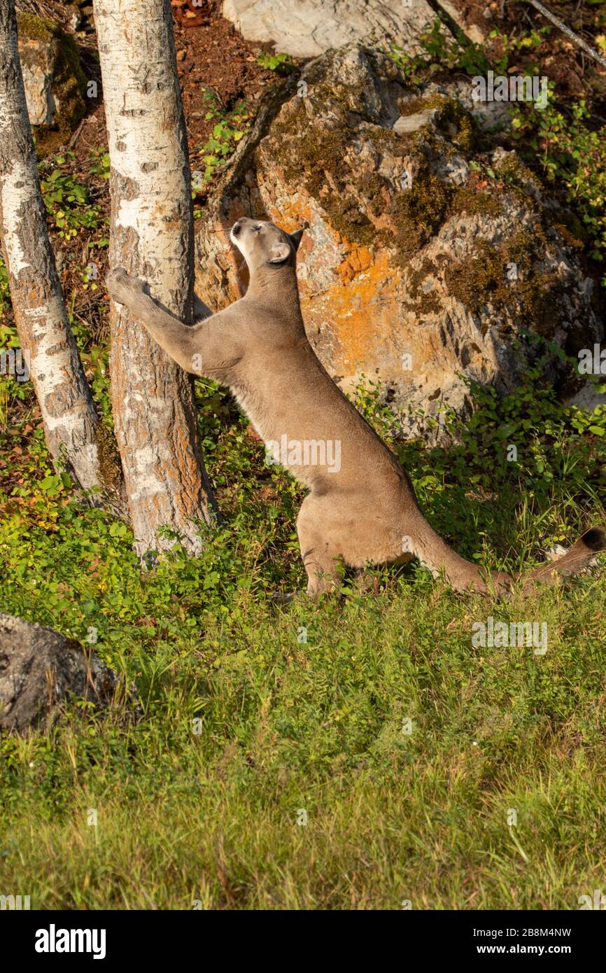 Western cougar fotografato al Triple D nel Montana settentrionale Foto Stock