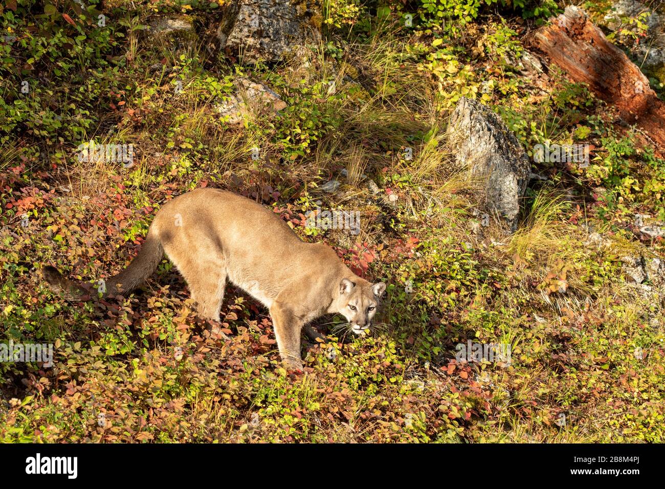 Western cougar fotografato al Triple D in Montana Foto Stock
