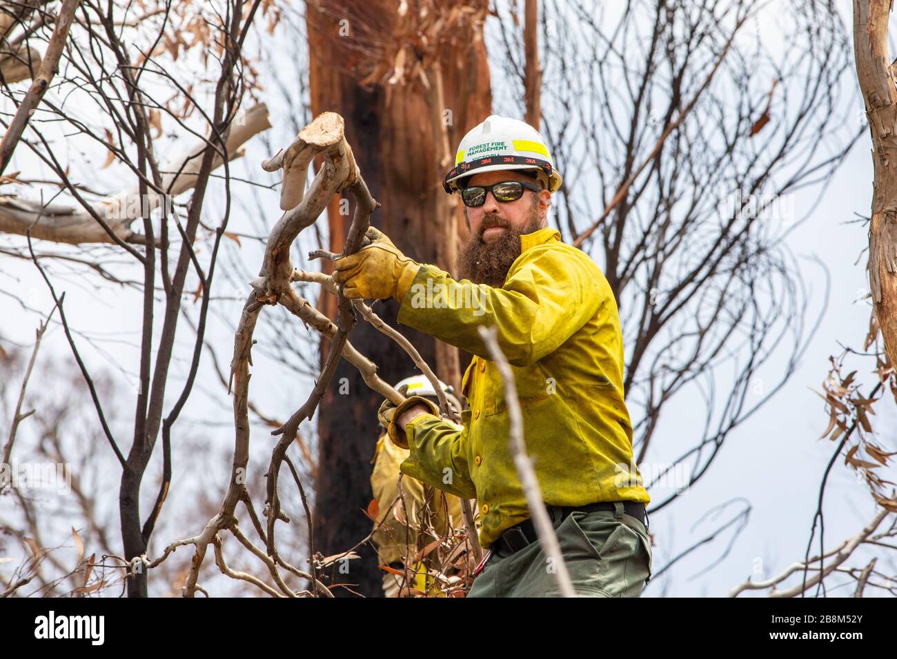 I vigili del fuoco americani aiutano a eliminare i detriti dagli incendi del complesso Peat and Tambo il 18 febbraio 2020 a Victoria, Australia. L'area è stata devastata nei 2019 incendi boschivi e si sta lentamente riprendendo quando le piante iniziano a germogliare. Foto Stock
