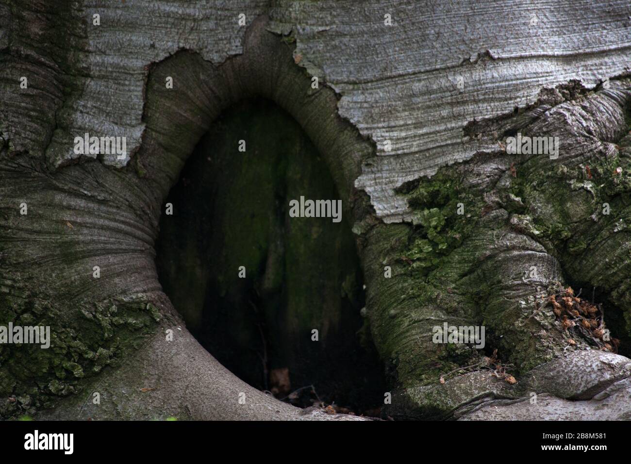 Astrazioni da radici di albero Foto Stock