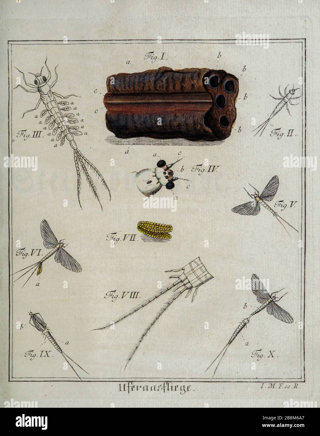 Beetles and Fleas 18 ° secolo Entomologia studio da D. Jacob Christian Schaffers Abhandlungen von Insecten (trattati sugli insetti) pubblicato nel 1764 da Schäffer, Jacob Christian, 1718-1790 secondo aggiunta stampato in Germania nel 1797 Foto Stock