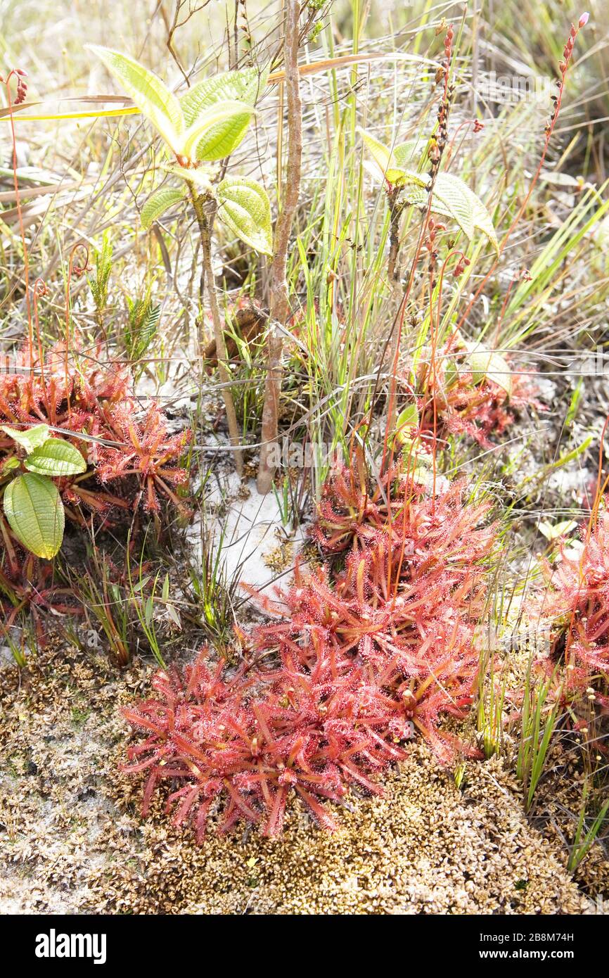 Drosera, Drosera sp, Chlorobionta Angiospermae Caryophyllales, Drosereaceae, Choseraceae planta carnívora, Carnivorous Plant, Rio Preto state Park, SÃ Foto Stock