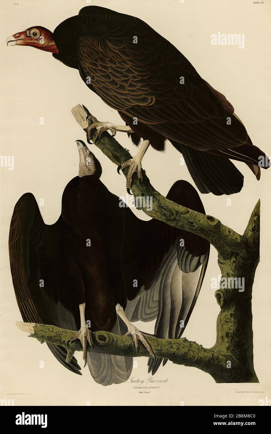 Plate 151 Turkey Buzzard (Vulture) from the Birds of America Folio (1827–1839) di John James Audubon - immagine modificata ad altissima risoluzione e qualità Foto Stock
