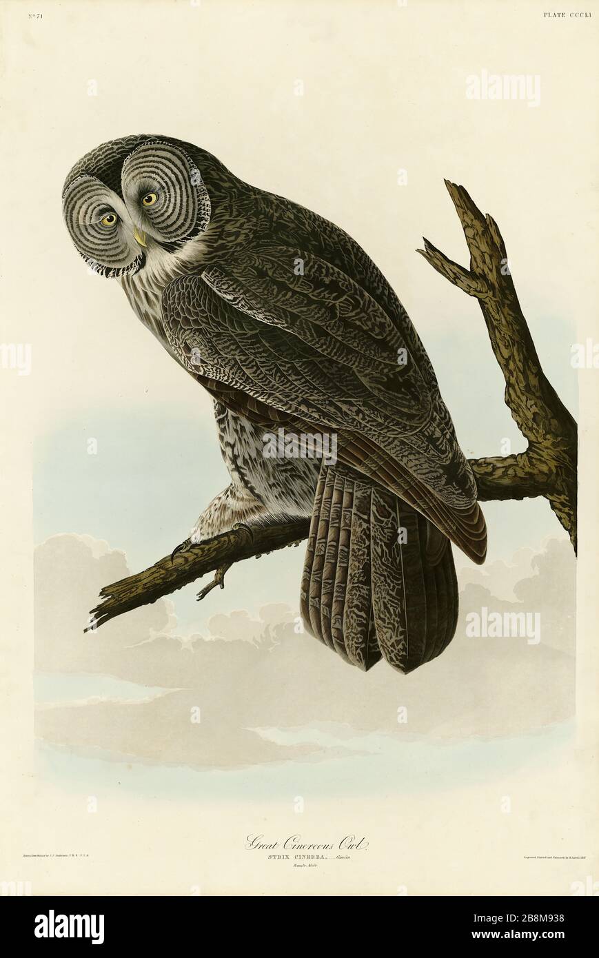 Plate 351 Great Cinereous Owl (Great Gray Owl) The Birds of America Folio (1827–1839) di John James Audubon, immagine modificata di altissima qualità Foto Stock