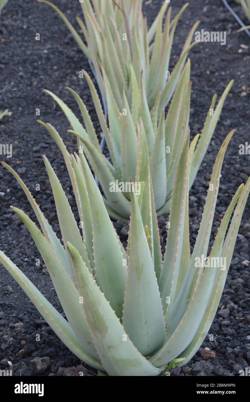 Aloe vera cactus piante che crescono in una fila. Foto Stock