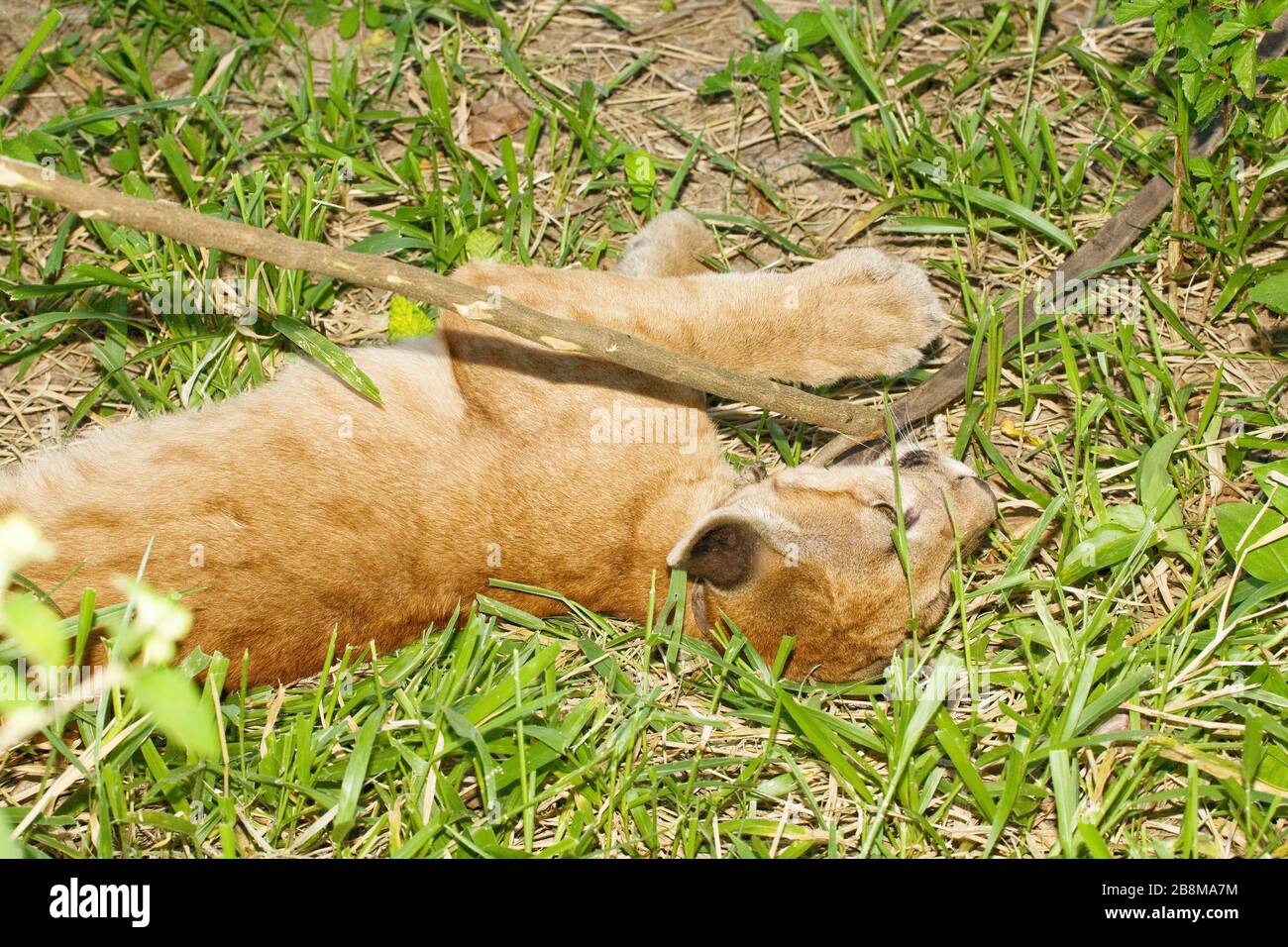 Onca-parda, Puma, Puma Concolor, catturato dai contadini, Aquidauana, Mato Grosso do sul, Brasile Foto Stock