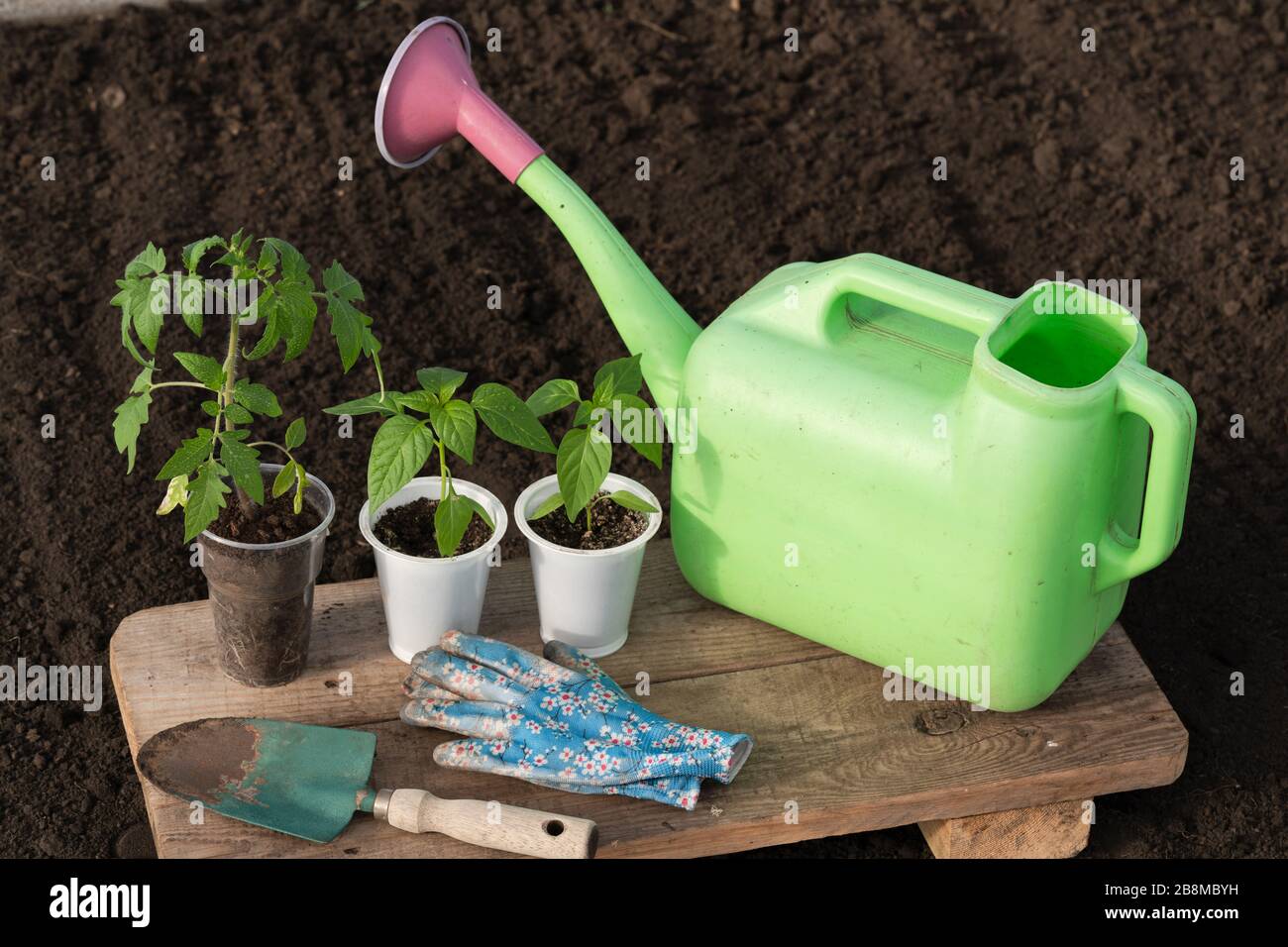 Su un tavolo di legno si trovano tre giovani piantine di pomodoro e pepe in tazzine di plastica. Nelle vicinanze si trova un giardino di irrigazione lattina, una pala da giardino verde e blu glov Foto Stock