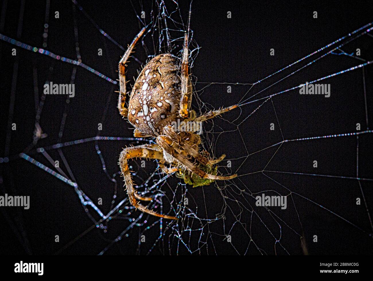 Giardino comune Spider e web Foto Stock