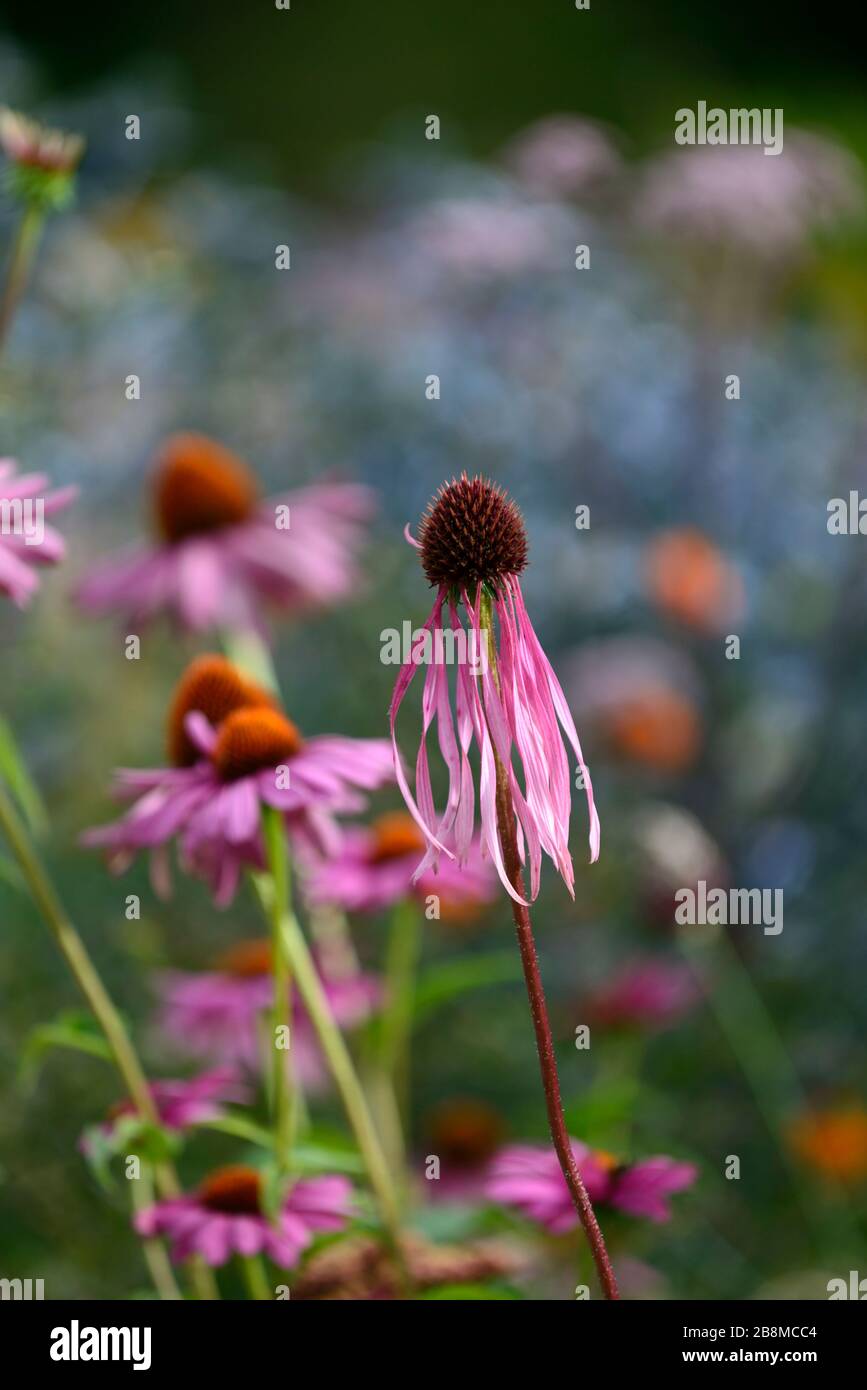 Echinacea pallida, coneflower viola pallido, coneflowers, fiore, fiori, ritratti di piante, perenni, confine misto, combinazione di piantagione mista, RM Floral Foto Stock