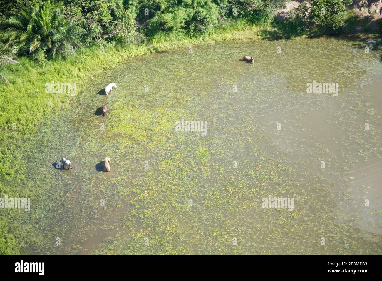 Cavalli che si nutrano a Pond, Aquidauana, Mato Grosso do sul, Brasile Foto Stock