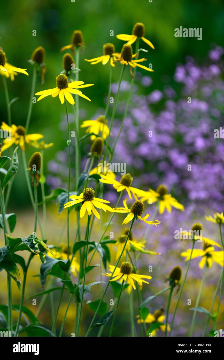 Rudbeckia laciniata Herbstsonne, Cutleaf coneflower, fiore giallo con cono centrale verde, rudbeckias, talictrum delayvii in background, giardino perenne Foto Stock