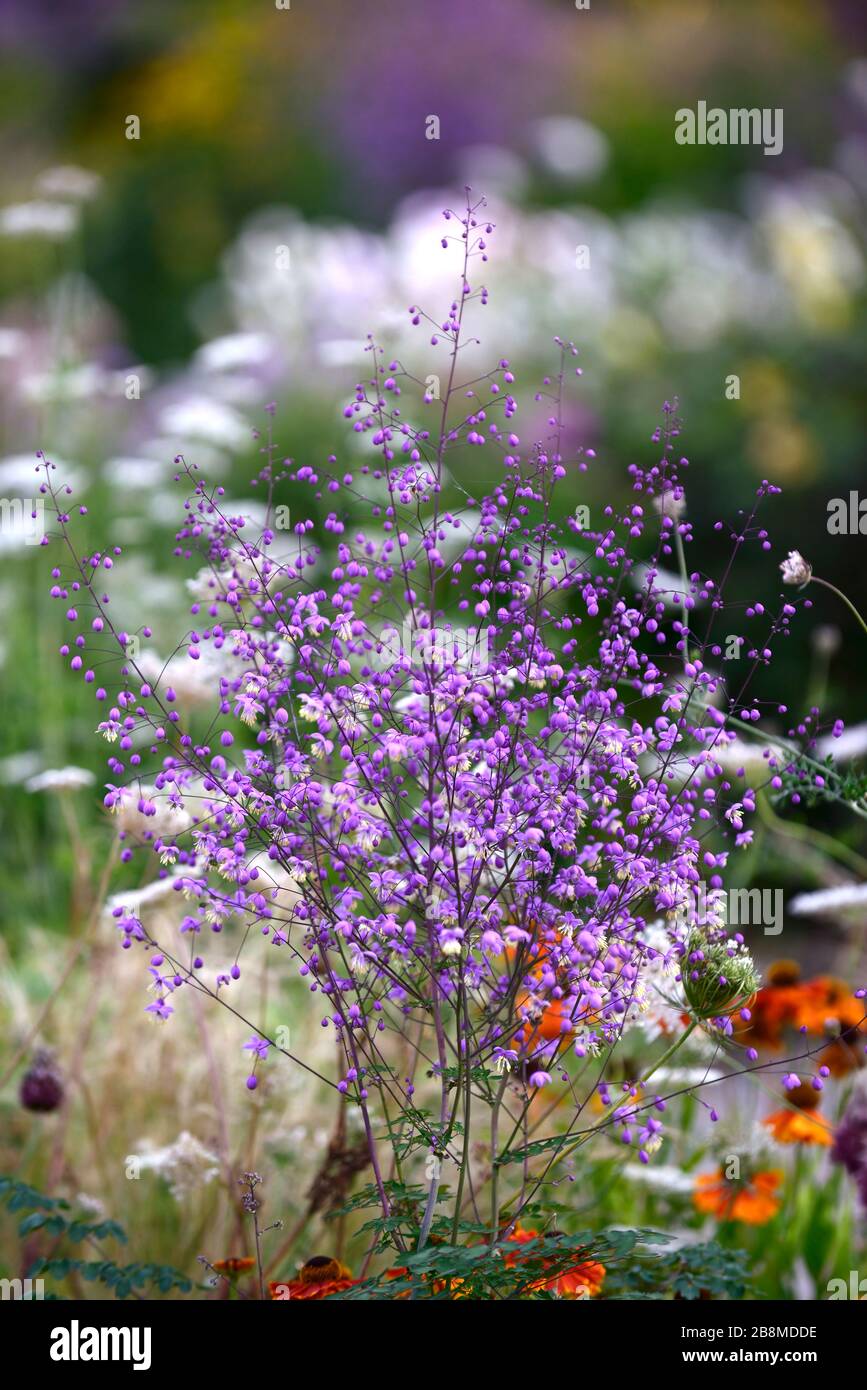 Thalictrum delavayi, prato rue, fiori lilla viola, fiore, fioritura, perenne, RM Floral Foto Stock