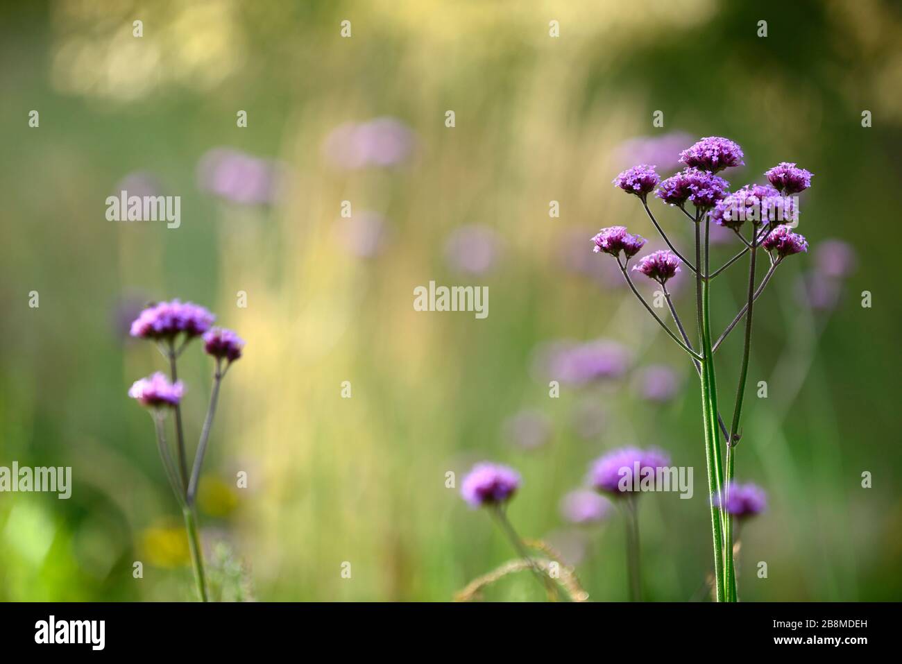 Verbena bonariensis, alto, viola, fiore, fiori, fioritura, esposizione, giardino, giardini, insetti friendly giardinaggio, RM Floral Foto Stock