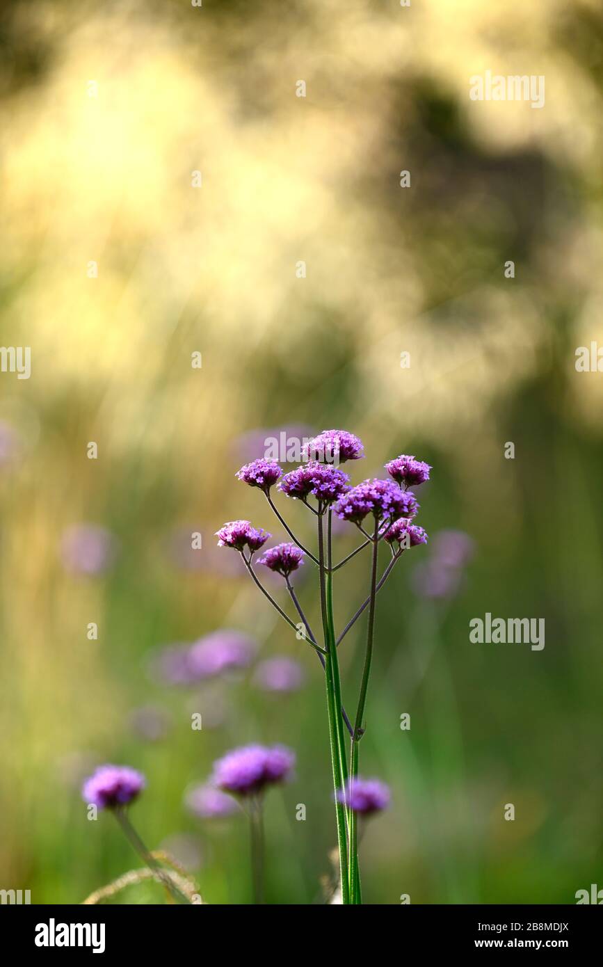Verbena bonariensis, alto, viola, fiore, fiori, fioritura, esposizione, giardino, giardini, insetti friendly giardinaggio, RM Floral Foto Stock