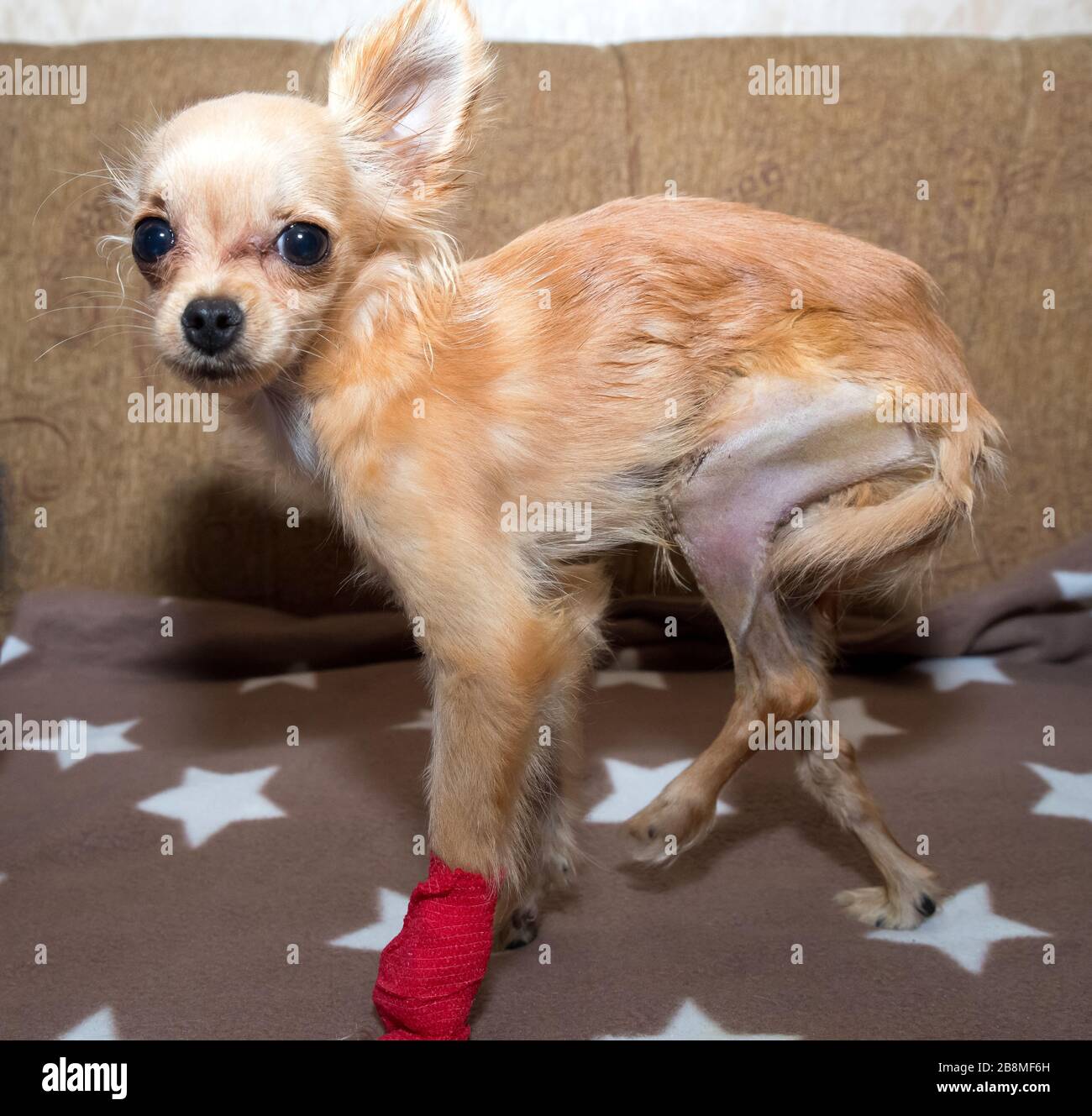 Lussazione rotulea in cane. Correzione chirurgica Foto Stock