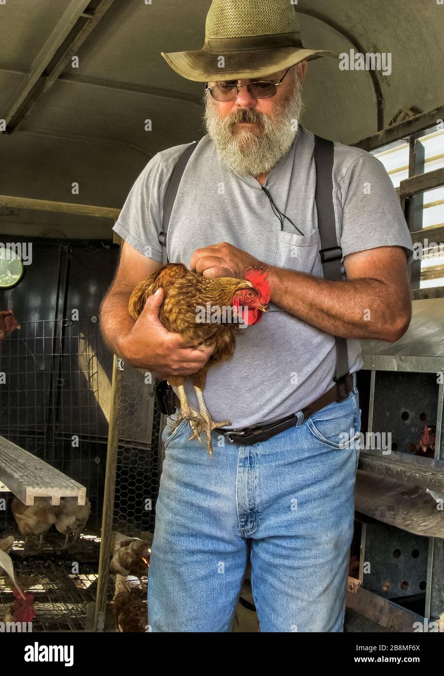 Medio anziano agricoltore maschio che tiene gallina in casa di gallina Foto Stock