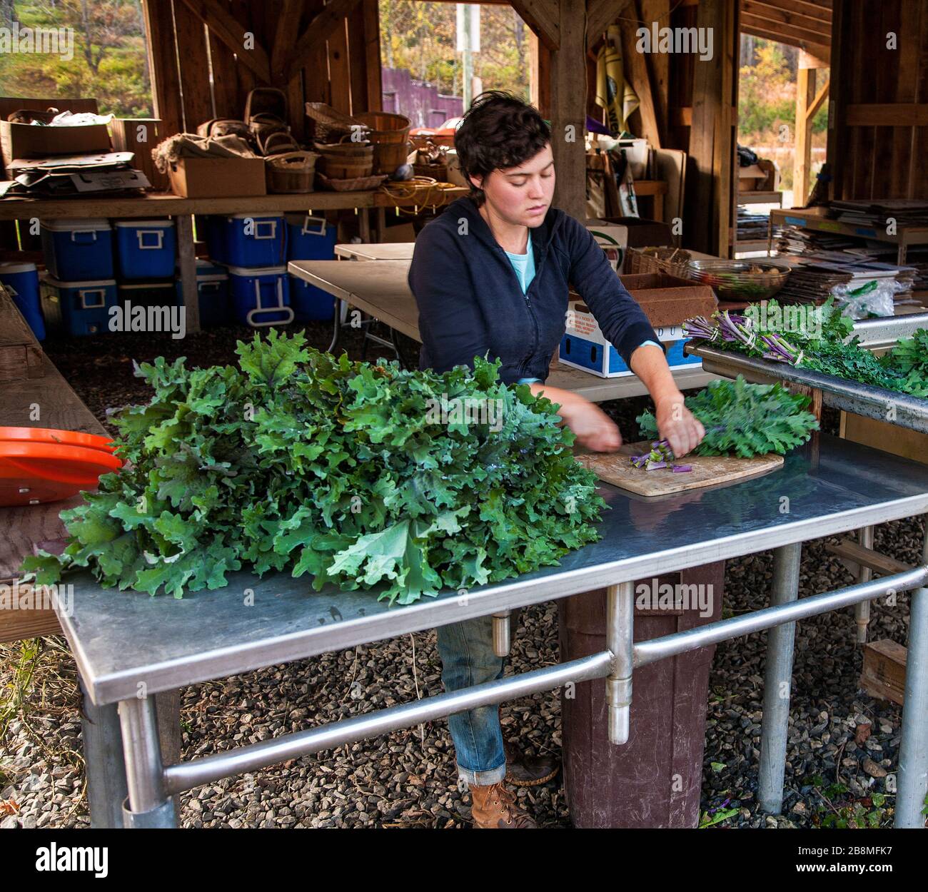 Donna lavoratore agricolo pulizia green per vendere Foto Stock