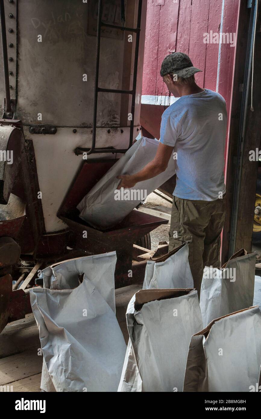 Lavoratore di fattoria che riempie sacchi di alimentazione Foto Stock