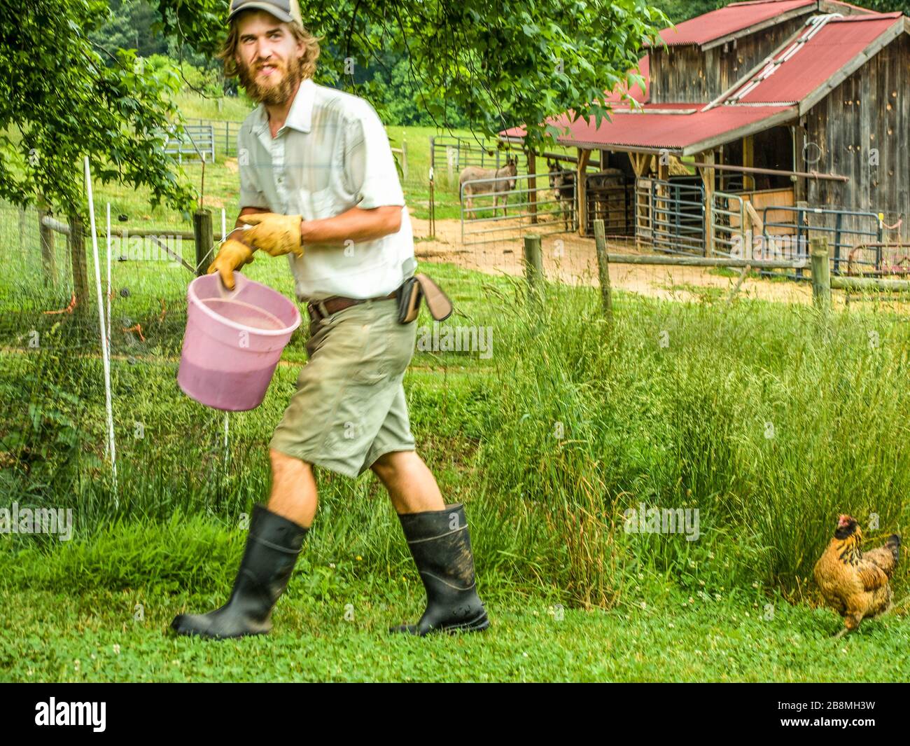 Lavoratore agricolo che trasporta secchio di alimentazione per polli Foto Stock